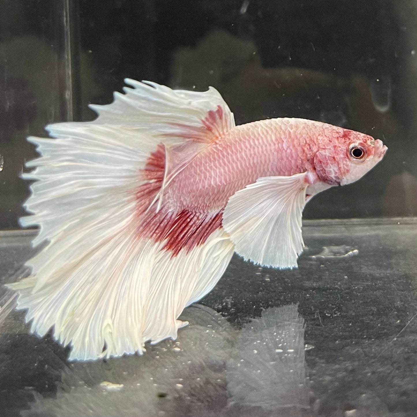 the-fish-farm Male Betta Male Betta - One Only - 7 Choose your favourite Male Betta from The Fish Farm Australia