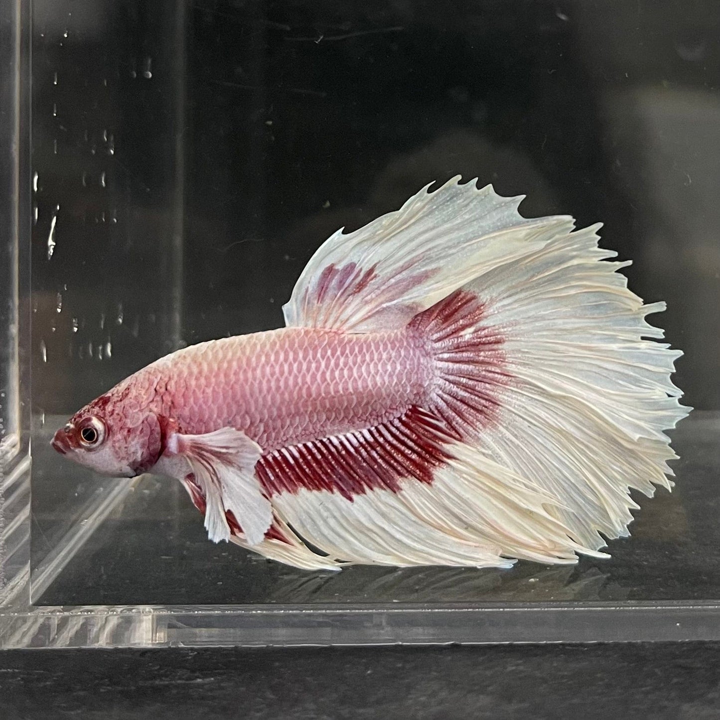 the-fish-farm Male Betta Male Betta - One Only - 7 Choose your favourite Male Betta from The Fish Farm Australia