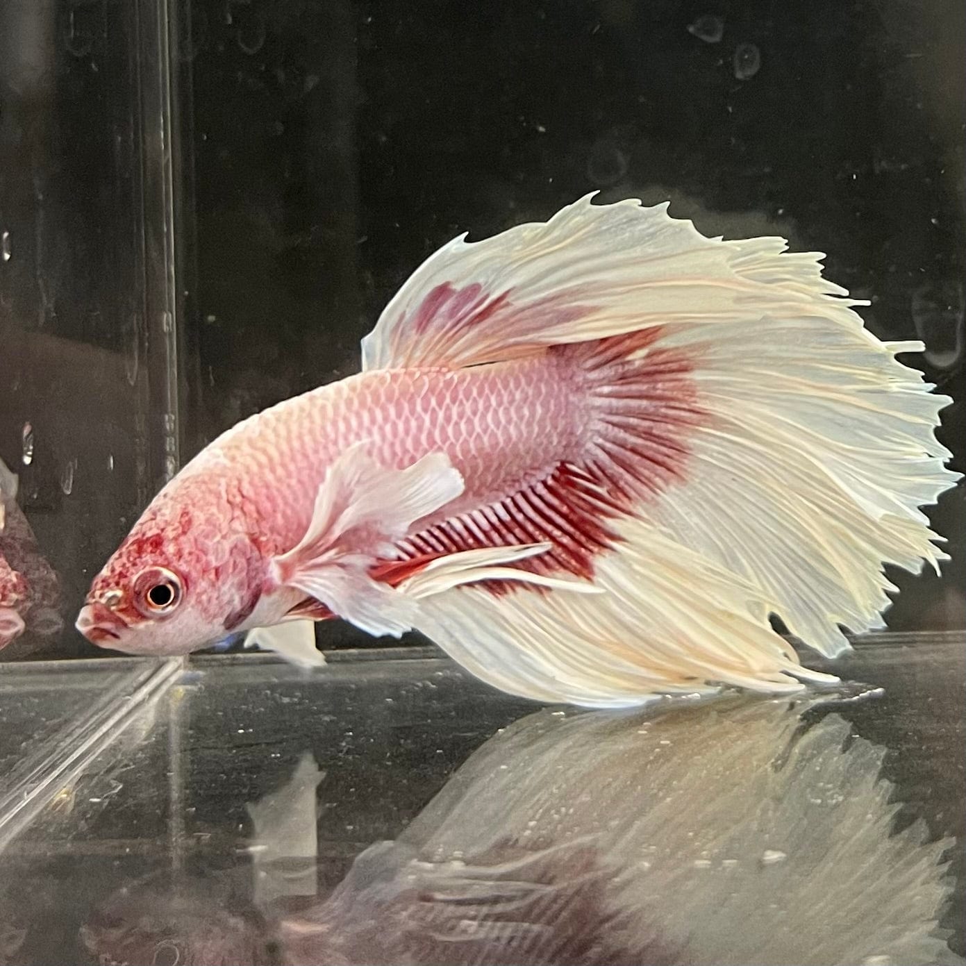 the-fish-farm Male Betta Male Betta - One Only - 7 Choose your favourite Male Betta from The Fish Farm Australia