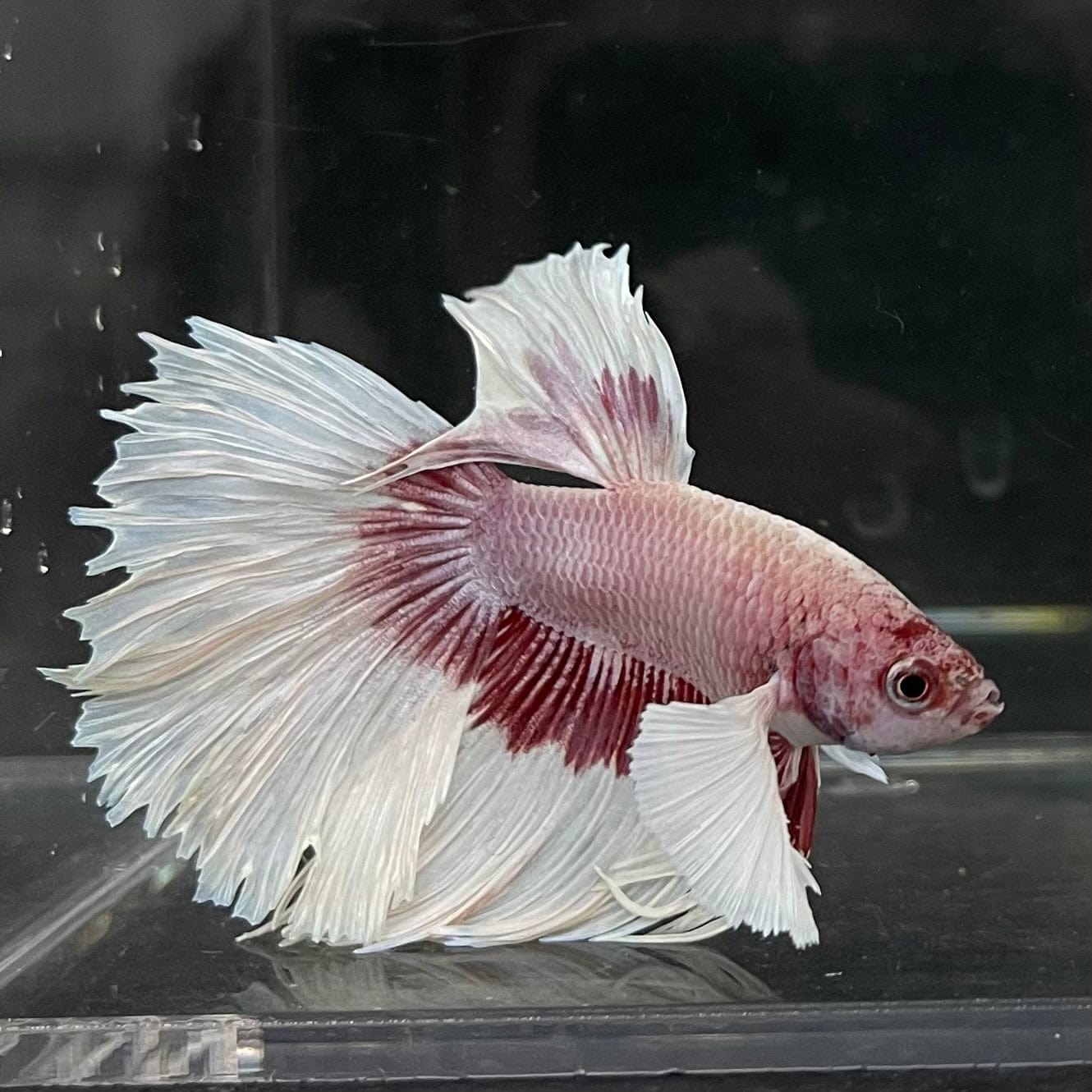 the-fish-farm Male Betta Male Betta - One Only - 7 Choose your favourite Male Betta from The Fish Farm Australia