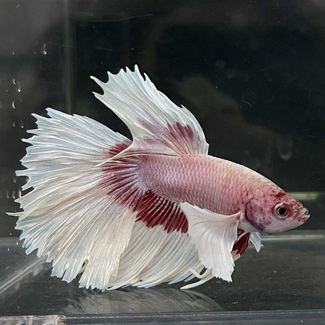 the-fish-farm Male Betta Male Betta - One Only - 7 Choose your favourite Male Betta from The Fish Farm Australia