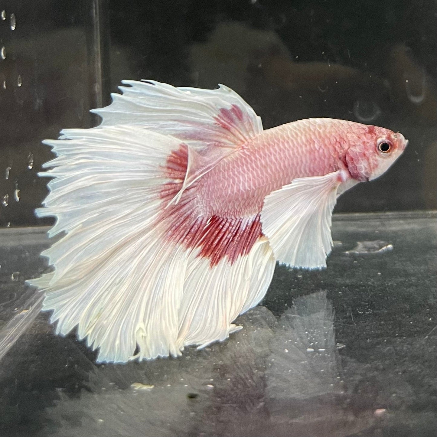 the-fish-farm Male Betta Male Betta - One Only - 7 Choose your favourite Male Betta from The Fish Farm Australia