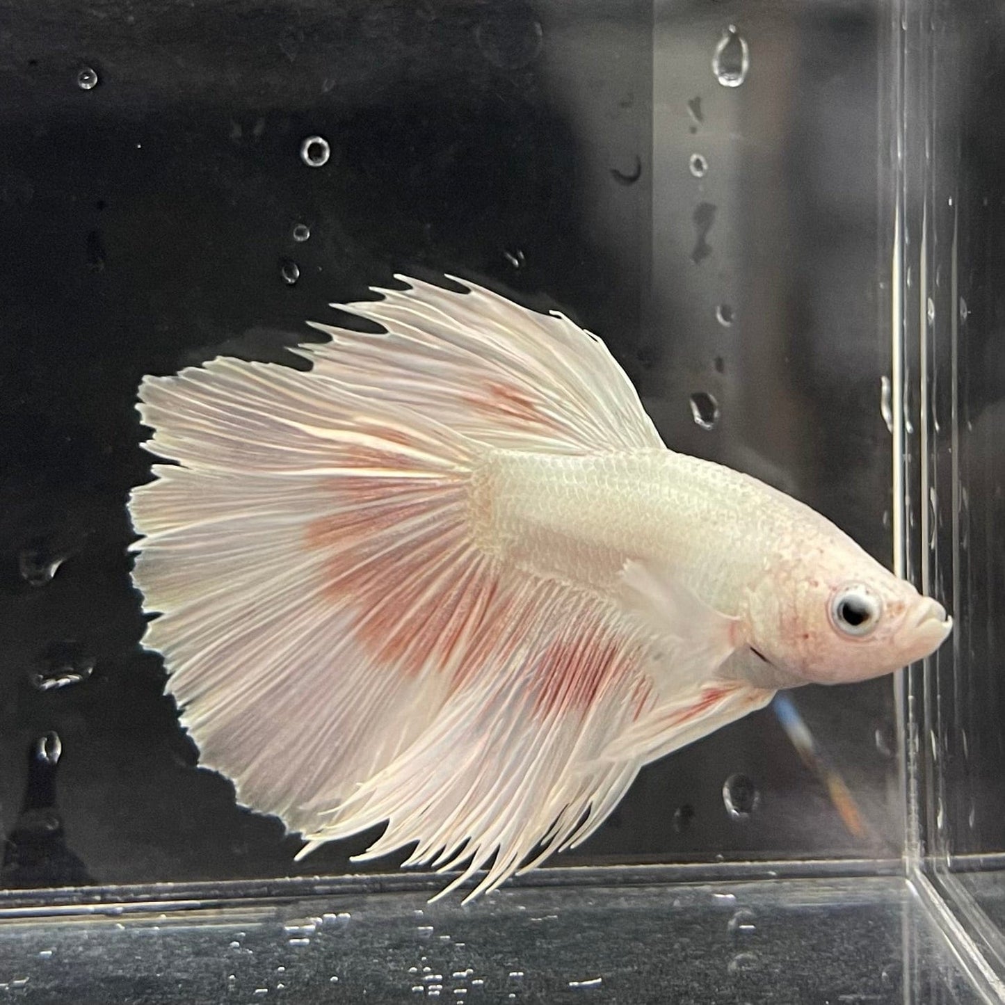 the-fish-farm Male Betta Male Betta - One Only - 7 Choose your favourite Male Betta from The Fish Farm Australia