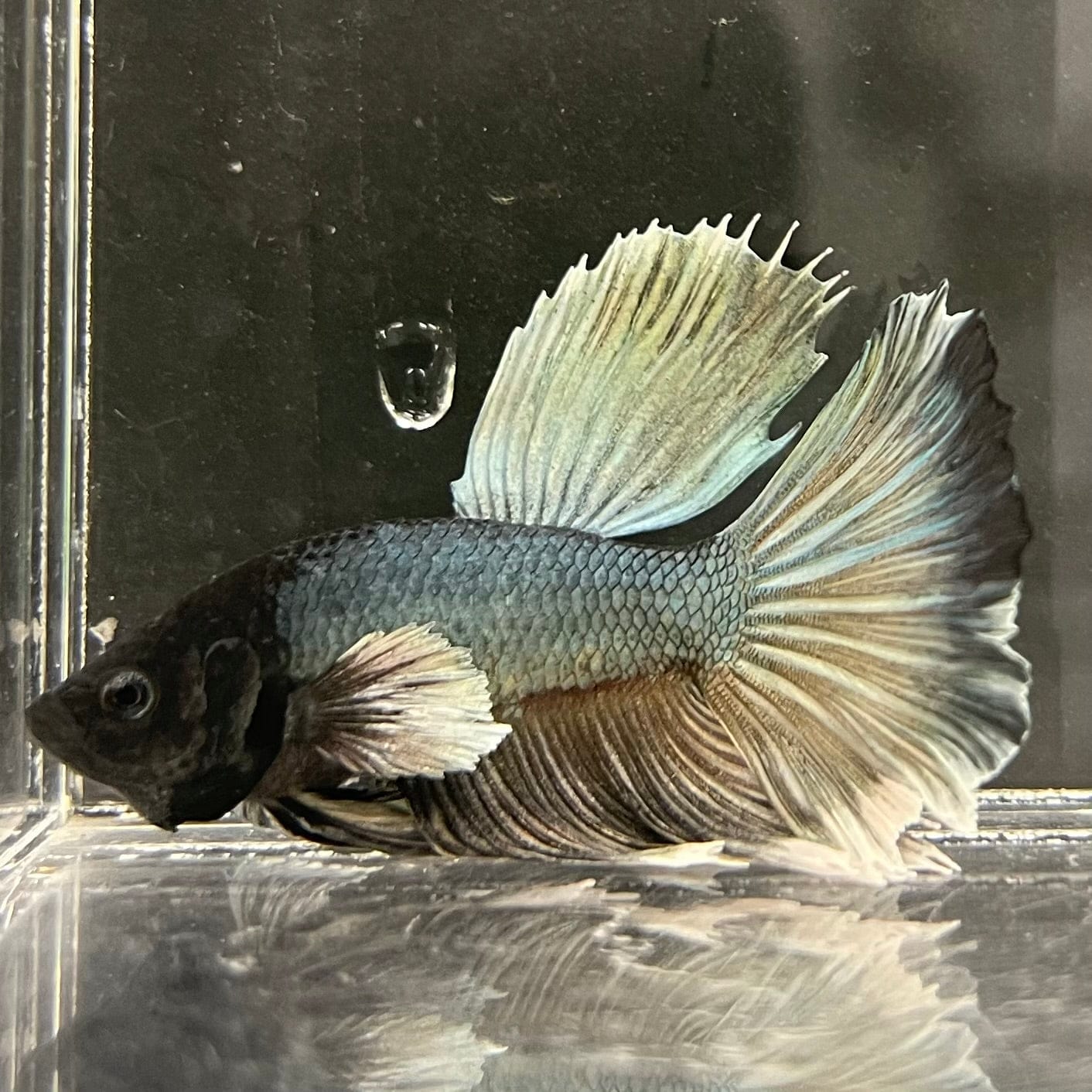 the-fish-farm Male Betta Male Betta - One Only - 7 Choose your favourite Male Betta from The Fish Farm Australia