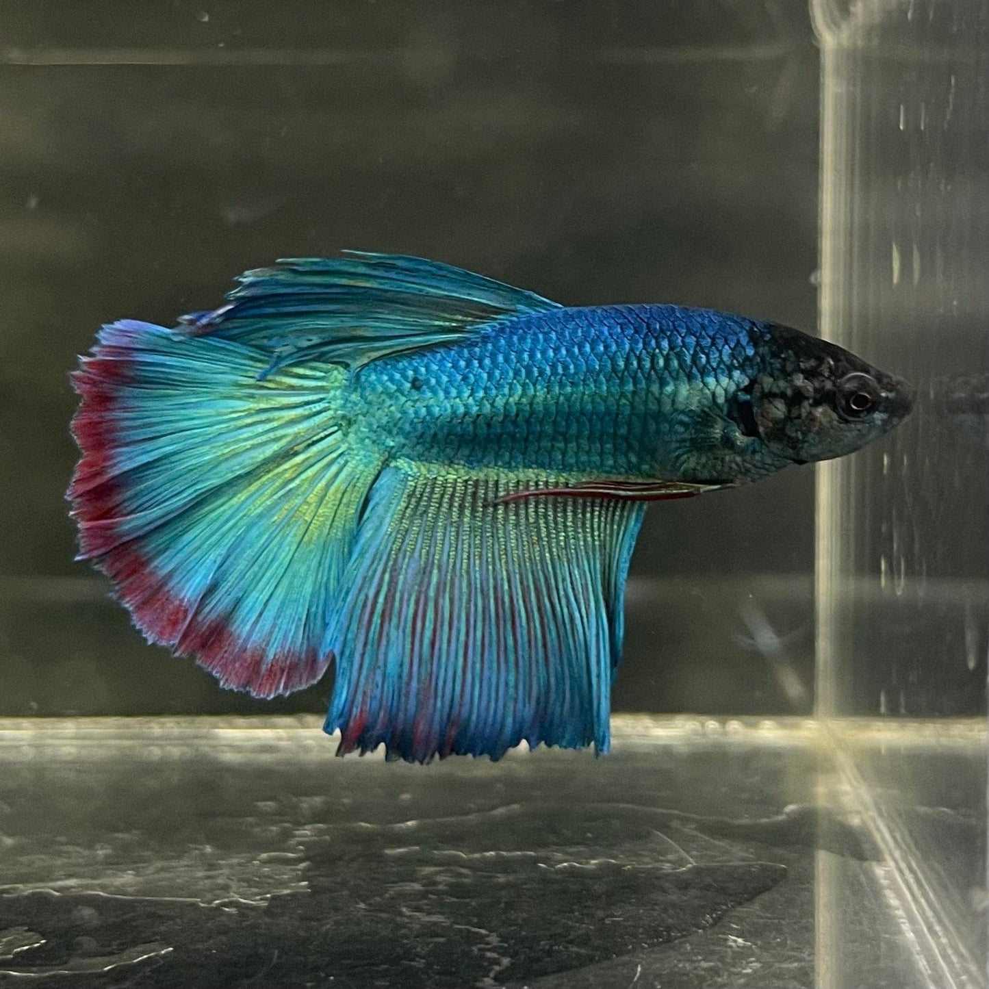 the-fish-farm Male Betta Male Betta - One Only - 7 Choose your favourite Male Betta from The Fish Farm Australia