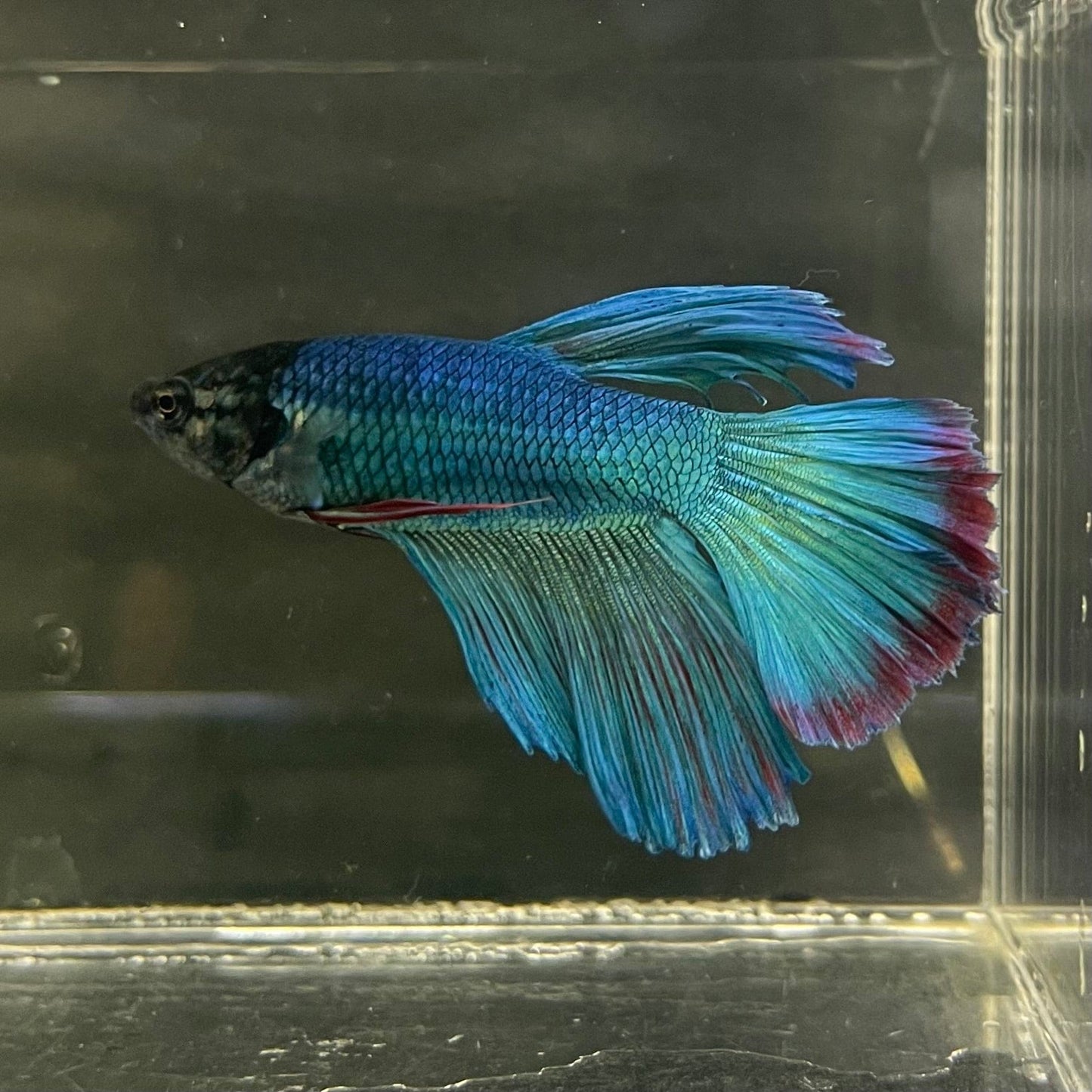 the-fish-farm Male Betta Male Betta - One Only - 7 Choose your favourite Male Betta from The Fish Farm Australia