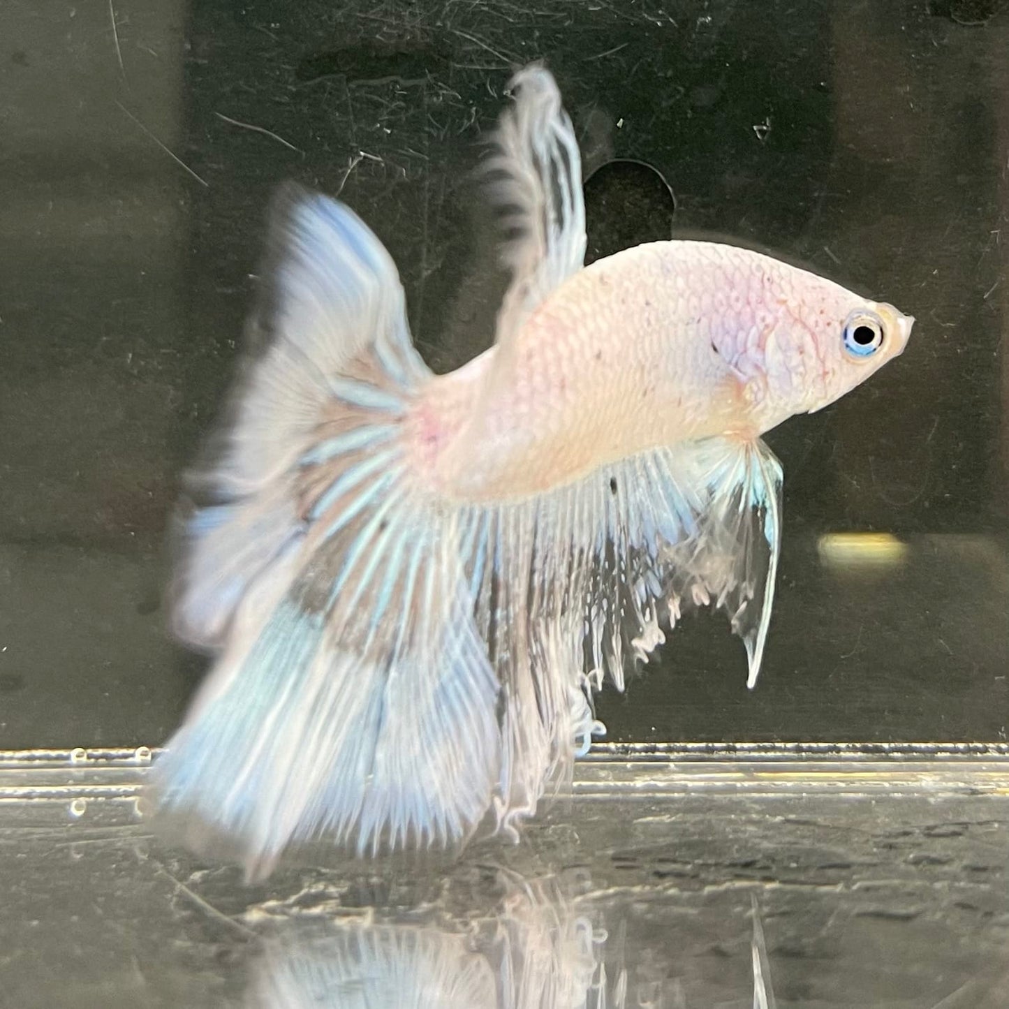 the-fish-farm Male Betta Male Betta - One Only - 7 Choose your favourite Male Betta from The Fish Farm Australia