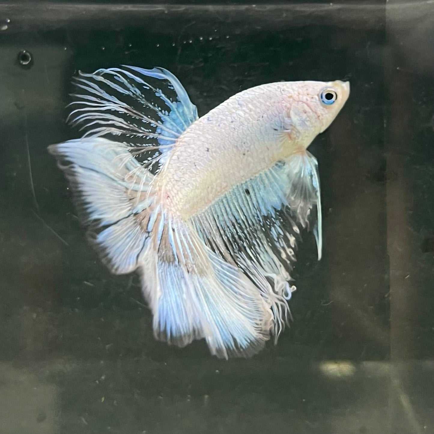 the-fish-farm Male Betta Male Betta - One Only - 7 Choose your favourite Male Betta from The Fish Farm Australia