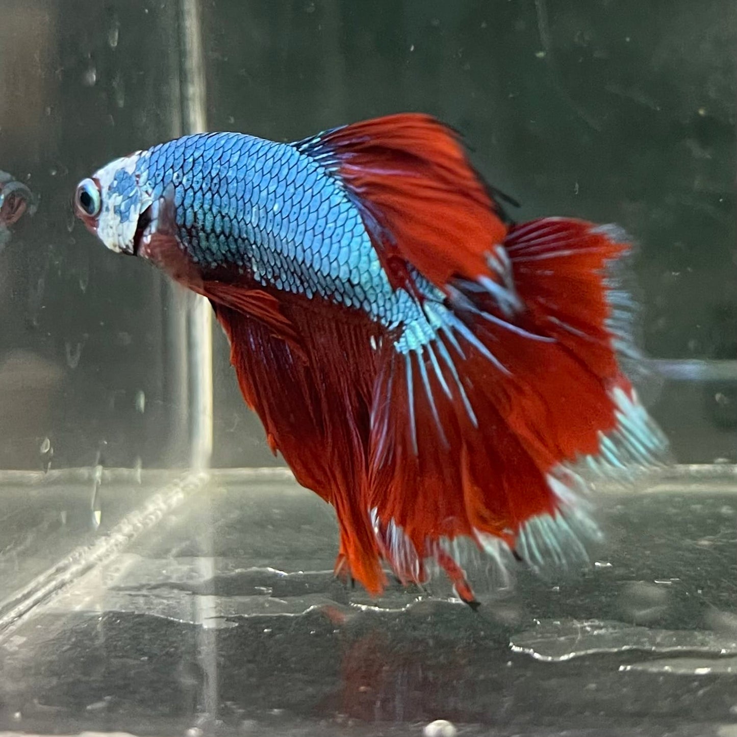 the-fish-farm Male Betta Male Betta - One Only - 7 Choose your favourite Male Betta from The Fish Farm Australia