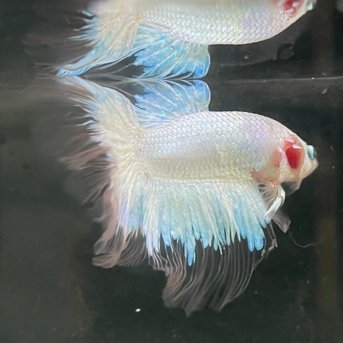 the-fish-farm Male Betta Male Betta - One Only - 7 Choose your favourite Male Betta from The Fish Farm Australia