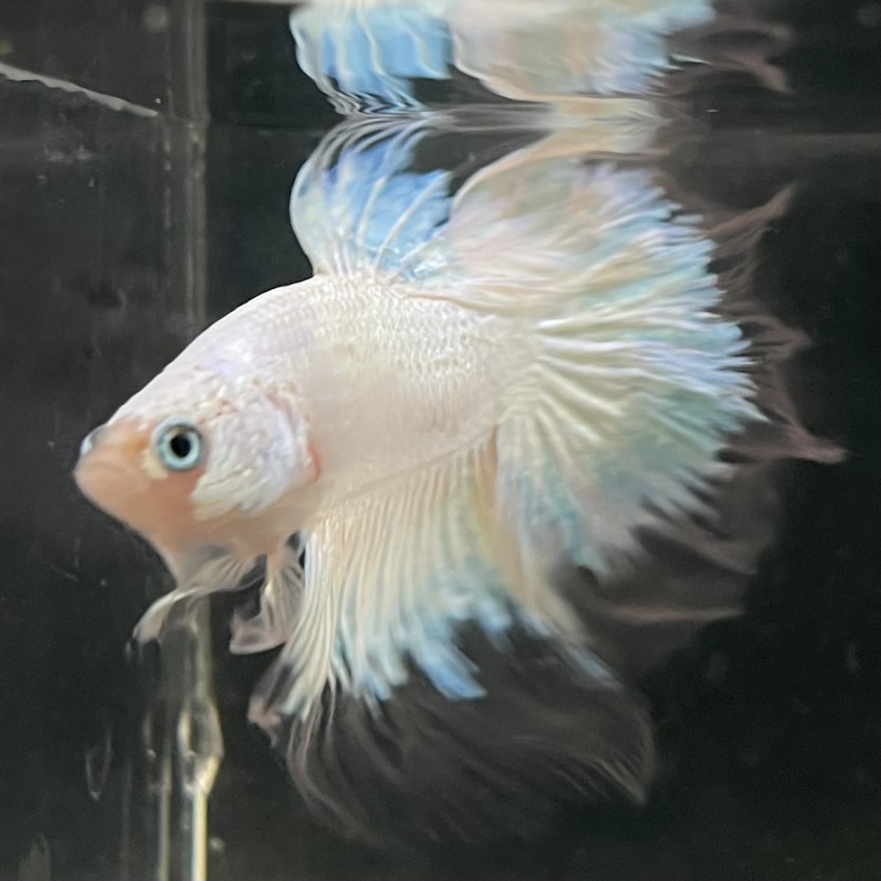 the-fish-farm Male Betta Male Betta - One Only - 7 Choose your favourite Male Betta from The Fish Farm Australia