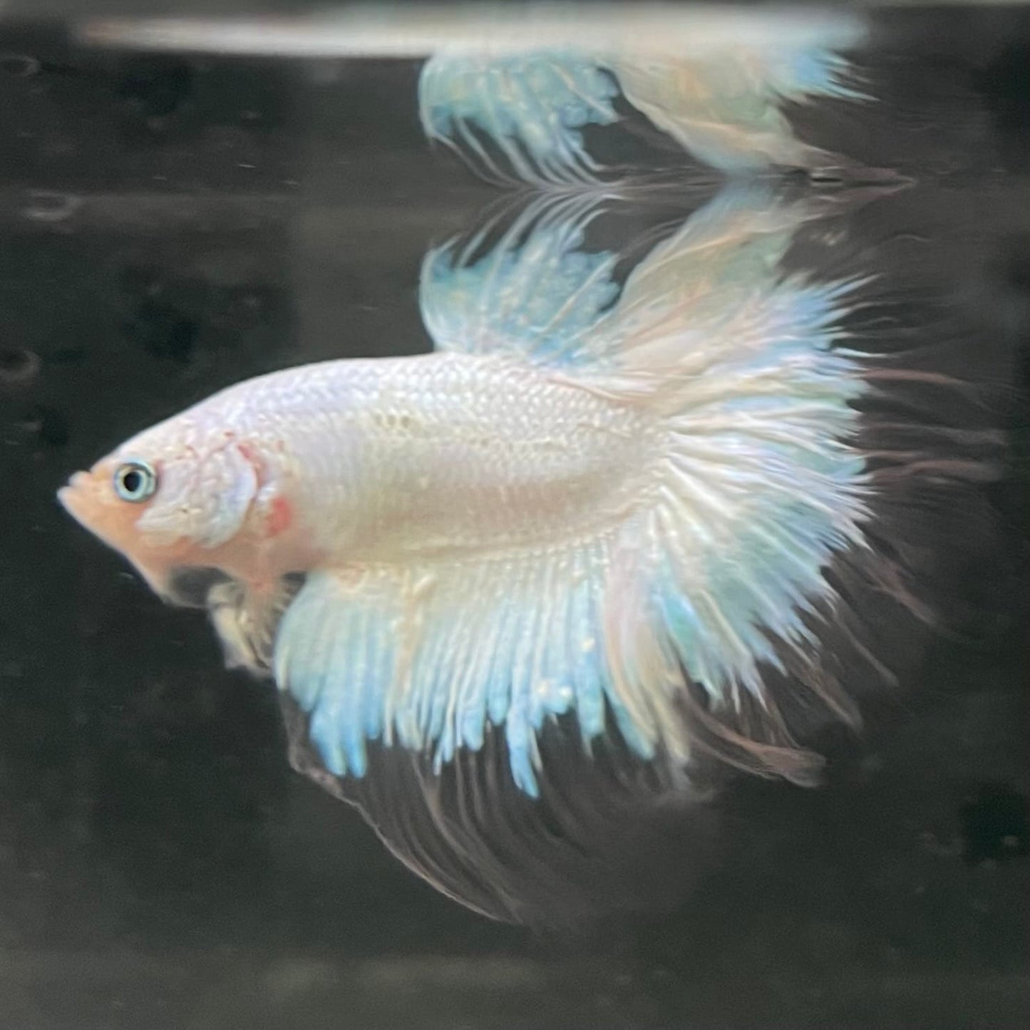 the-fish-farm Male Betta Male Betta - One Only - 7 Choose your favourite Male Betta from The Fish Farm Australia