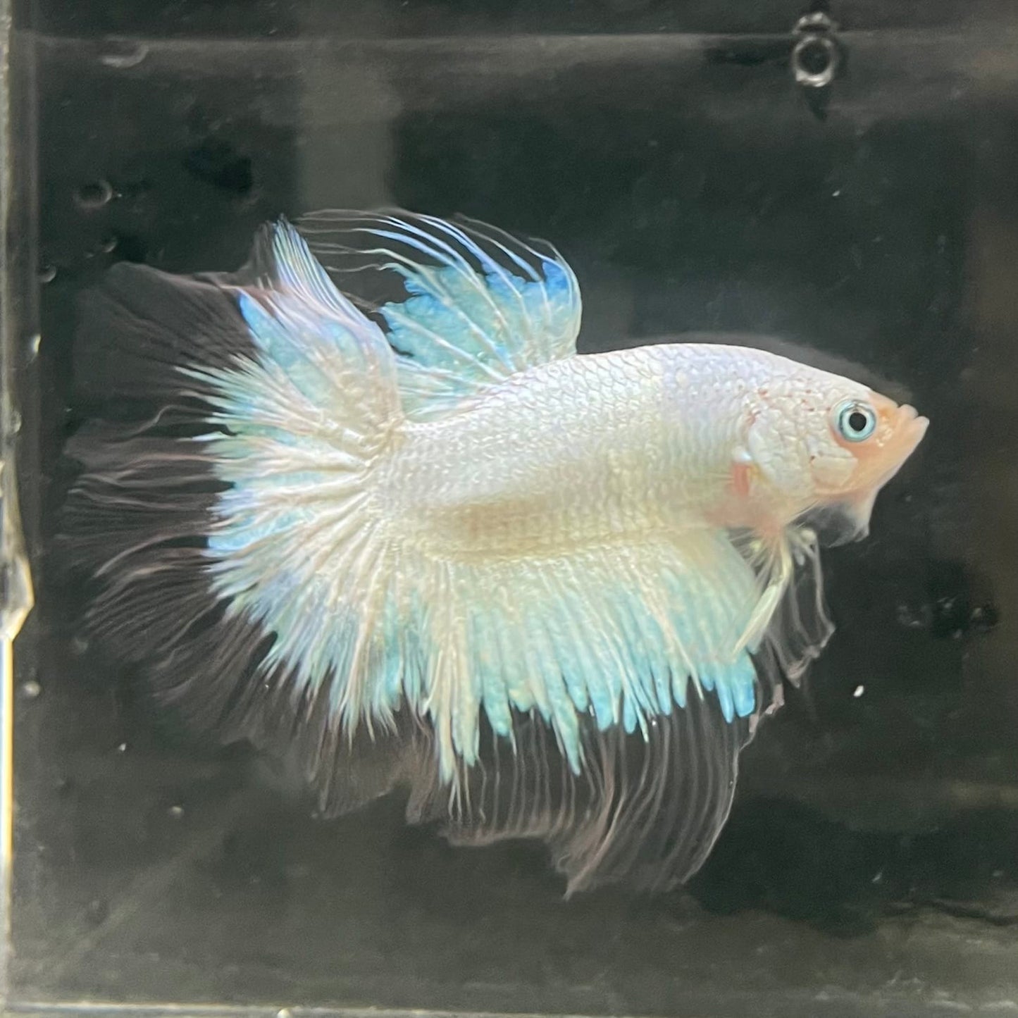 the-fish-farm Male Betta Male Betta - One Only - 7 Choose your favourite Male Betta from The Fish Farm Australia