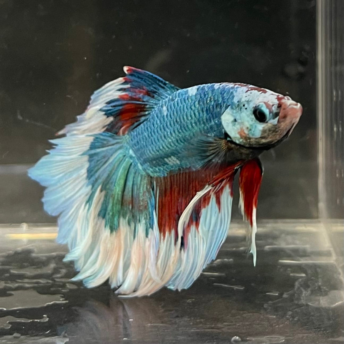 the-fish-farm Male Betta Male Betta - One Only - 7 Choose your favourite Male Betta from The Fish Farm Australia