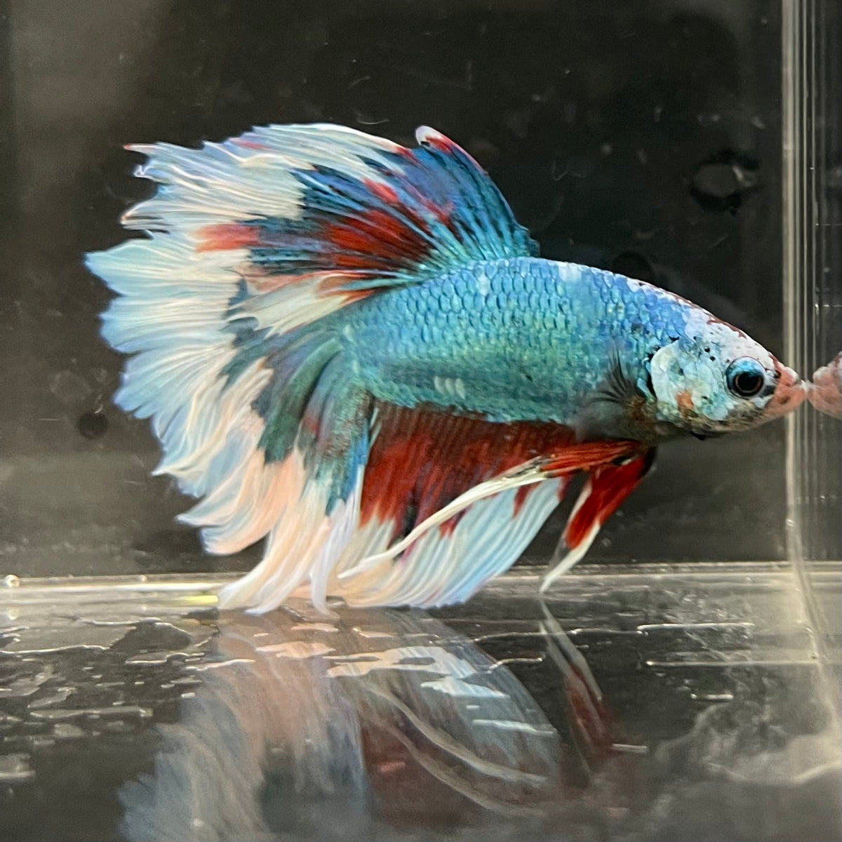 the-fish-farm Male Betta Male Betta - One Only - 7 Choose your favourite Male Betta from The Fish Farm Australia
