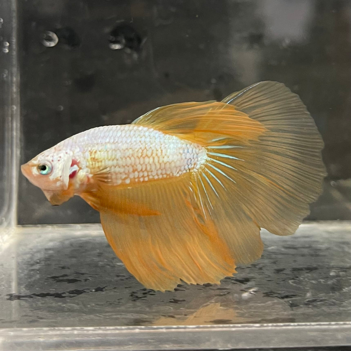 the-fish-farm Male Betta Male Betta - One Only - 7 Choose your favourite Male Betta from The Fish Farm Australia