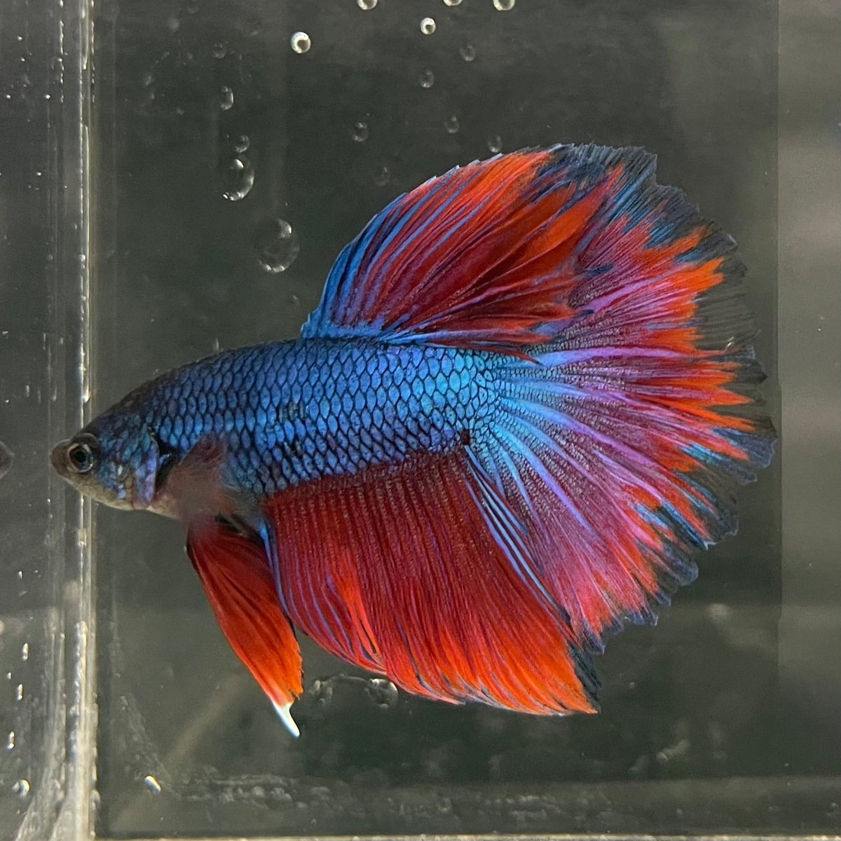 the-fish-farm Male Betta Male Betta - One Only - 7 Choose your favourite Male Betta from The Fish Farm Australia