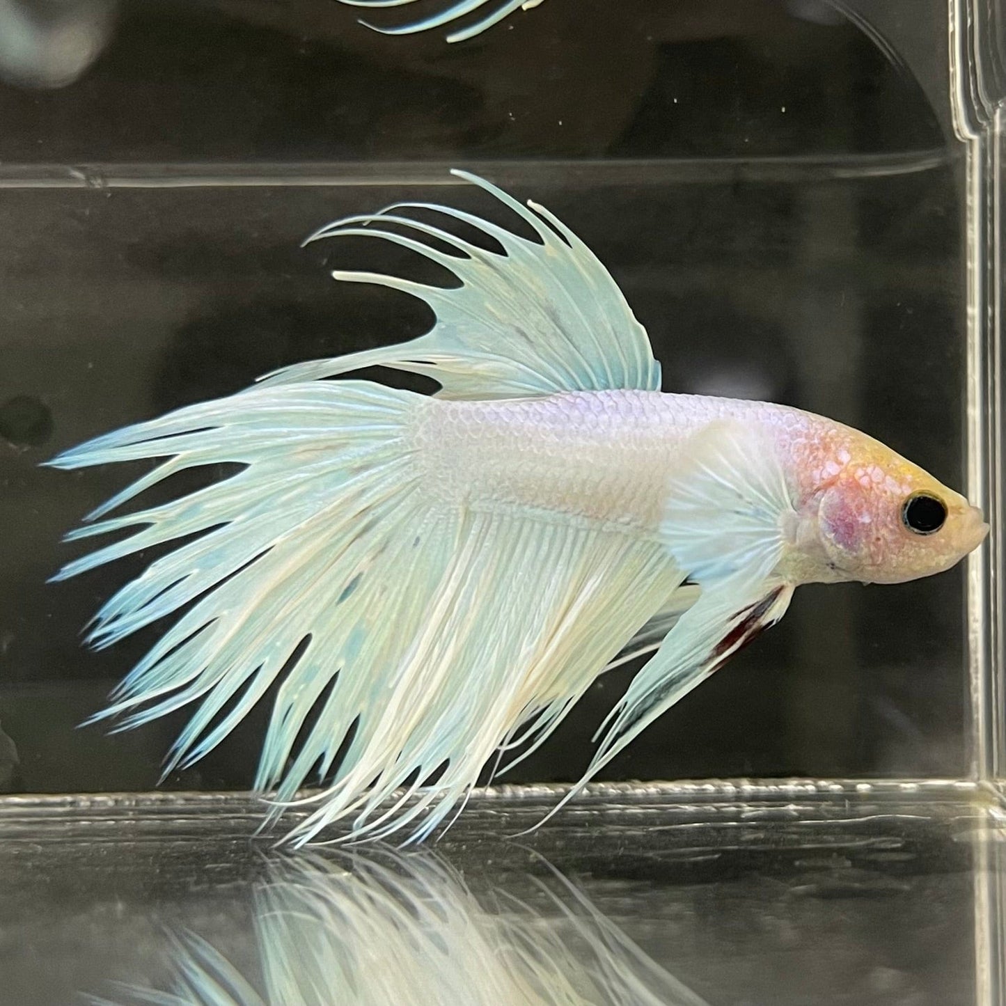 the-fish-farm Male Betta Male Betta - One Only - 8 Choose your favourite Male Betta from The Fish Farm Australia