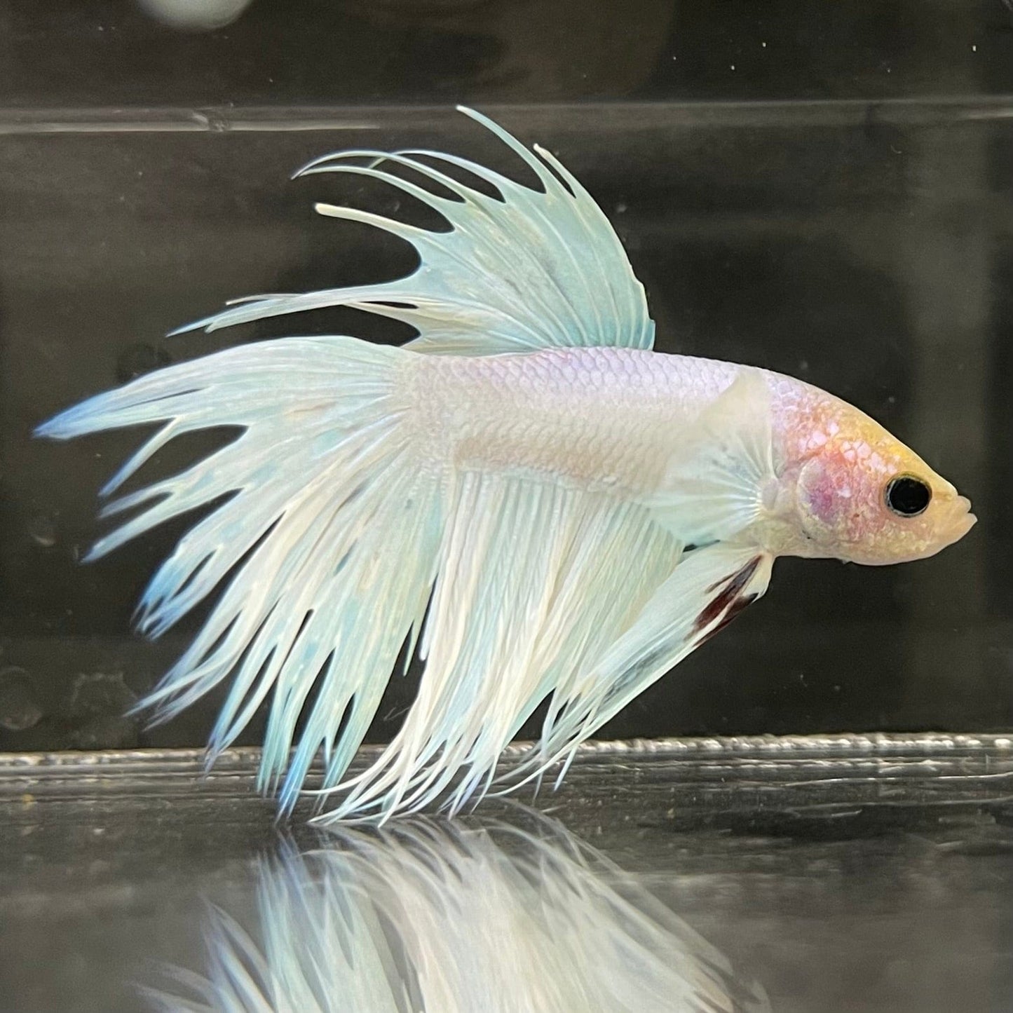 the-fish-farm Male Betta Male Betta - One Only - 8 Choose your favourite Male Betta from The Fish Farm Australia