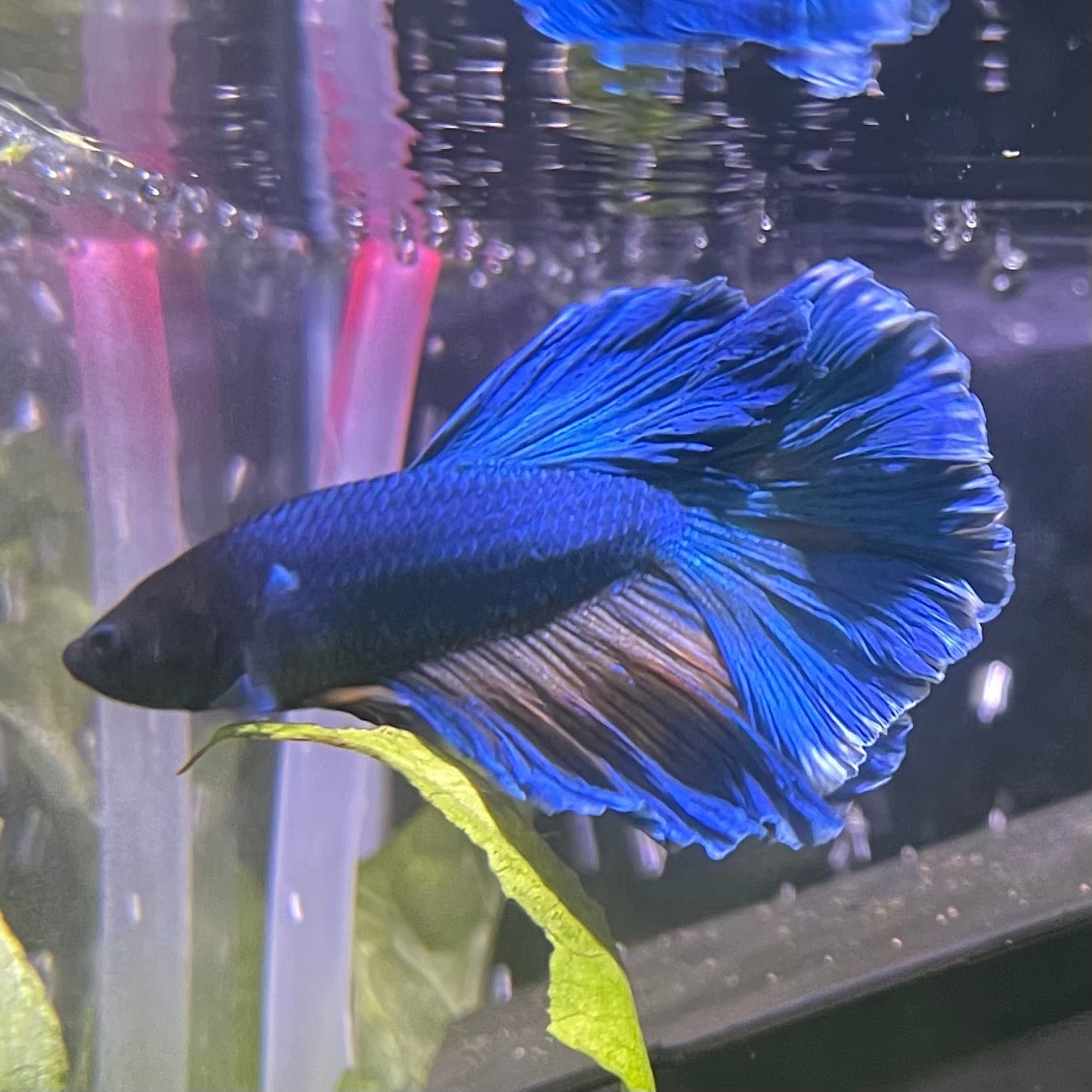 the-fish-farm Male Betta Male Betta - One Only - 8 Choose your favourite Male Betta from The Fish Farm Australia