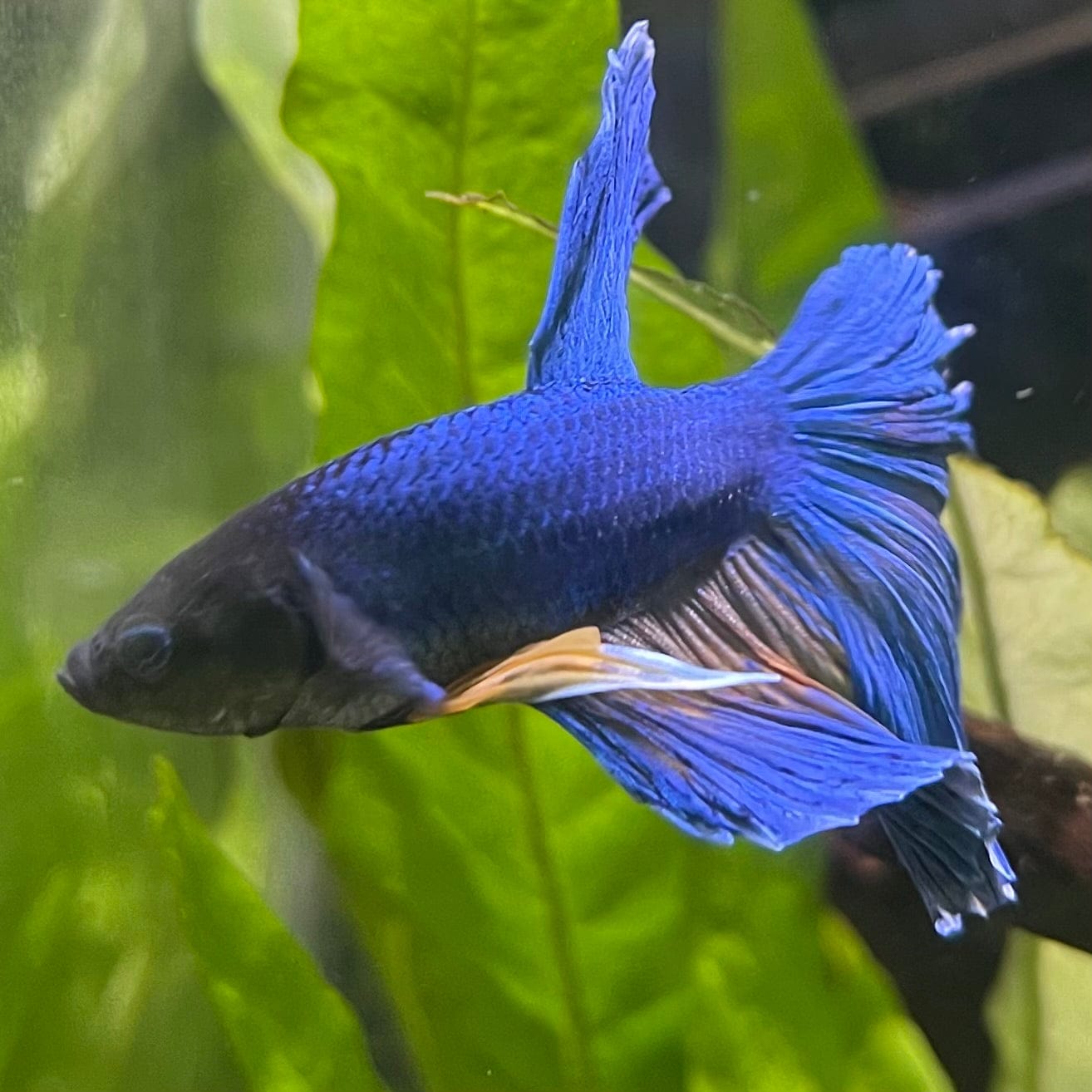 the-fish-farm Male Betta Male Betta - One Only - 8 Choose your favourite Male Betta from The Fish Farm Australia