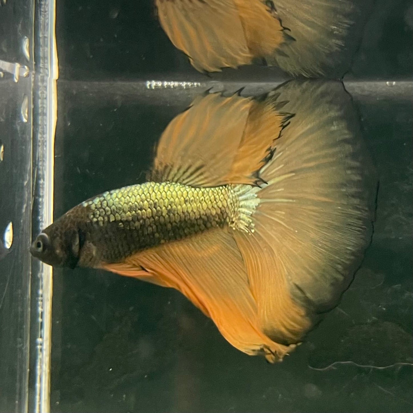 the-fish-farm Male Betta Male Betta - One Only - 8 Choose your favourite Male Betta from The Fish Farm Australia