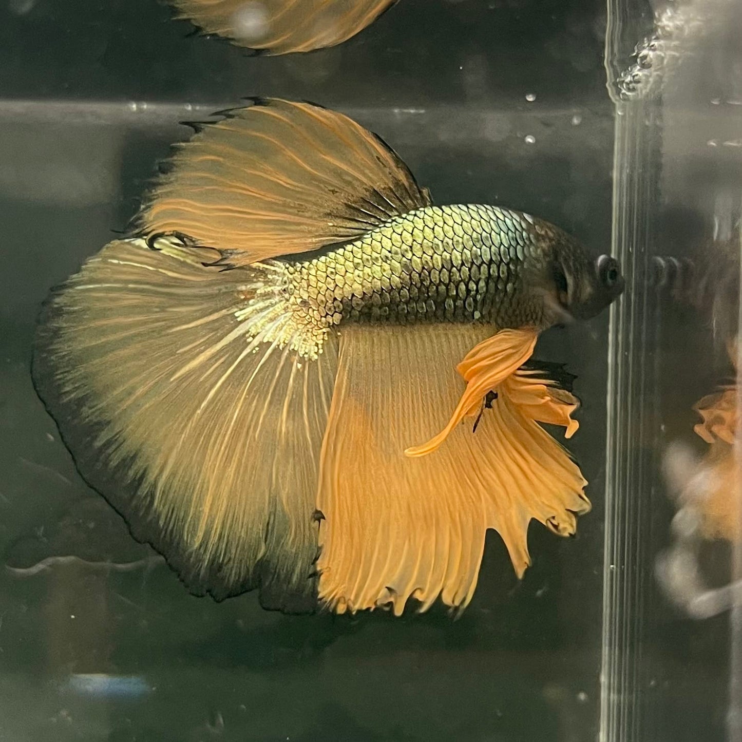 the-fish-farm Male Betta Male Betta - One Only - 8 Choose your favourite Male Betta from The Fish Farm Australia