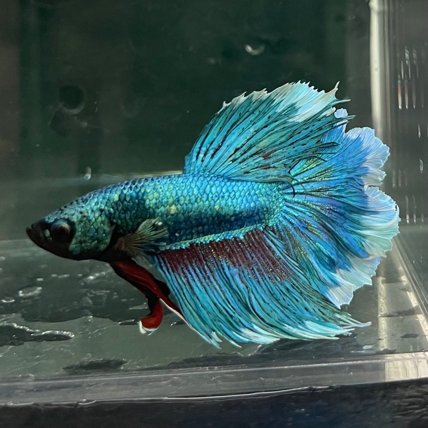 the-fish-farm Male Betta Male Betta - One Only - 8 Choose your favourite Male Betta from The Fish Farm Australia