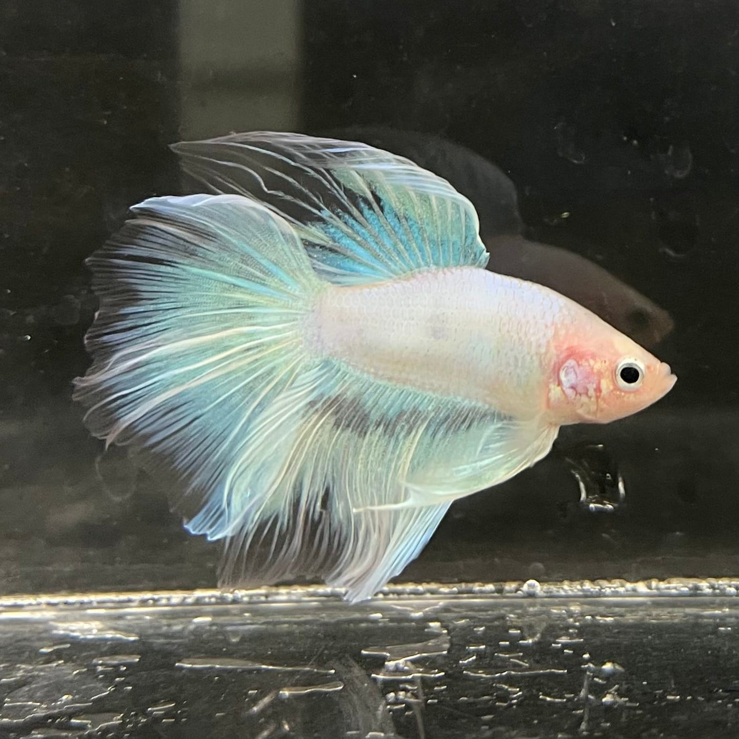 the-fish-farm Male Betta Male Betta - One Only - 8 Choose your favourite Male Betta from The Fish Farm Australia