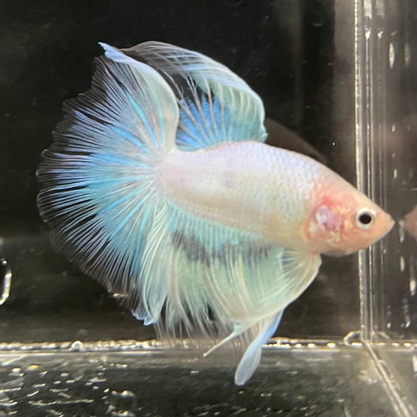 the-fish-farm Male Betta Male Betta - One Only - 8 Choose your favourite Male Betta from The Fish Farm Australia