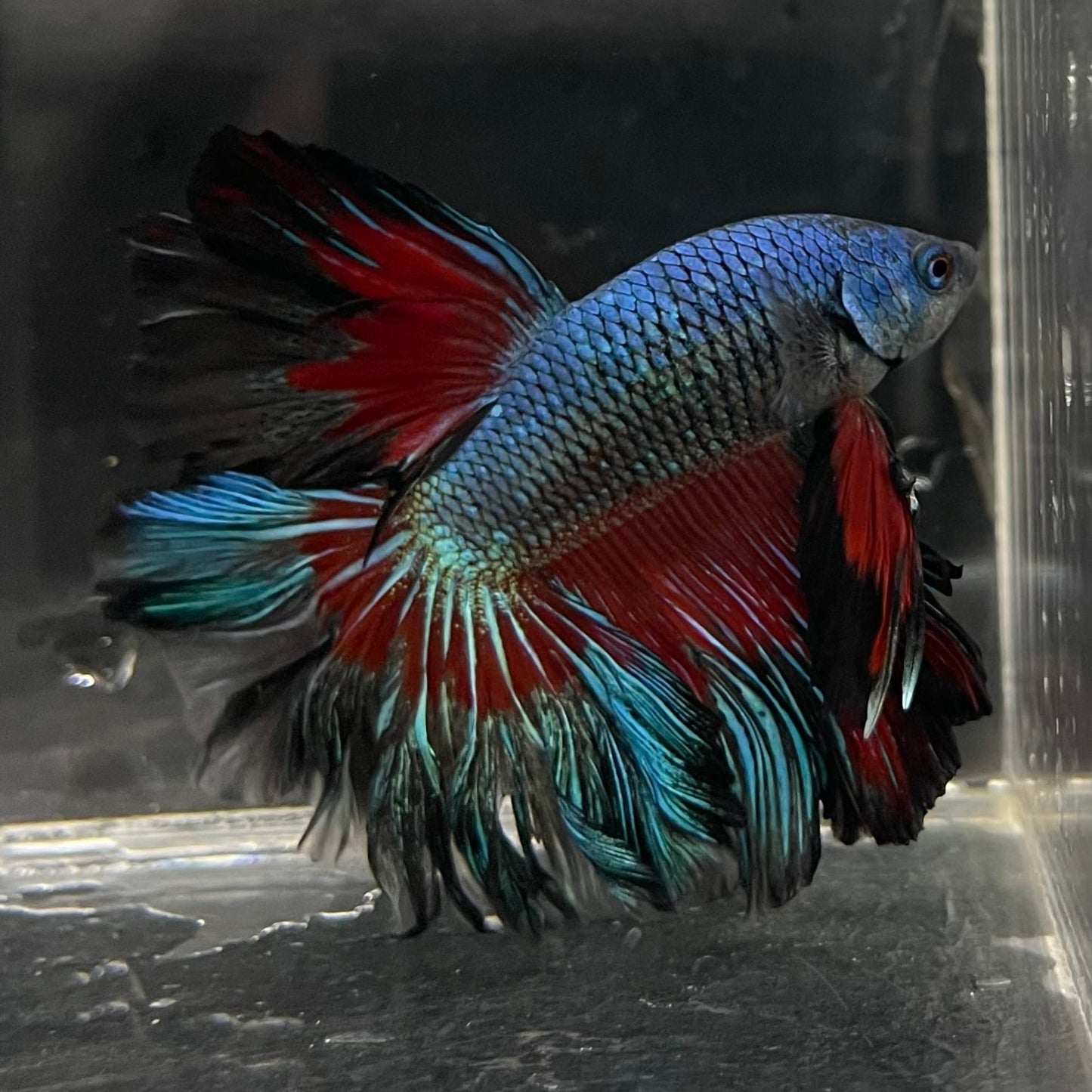 the-fish-farm Male Betta Male Betta - One Only - 8 Choose your favourite Male Betta from The Fish Farm Australia