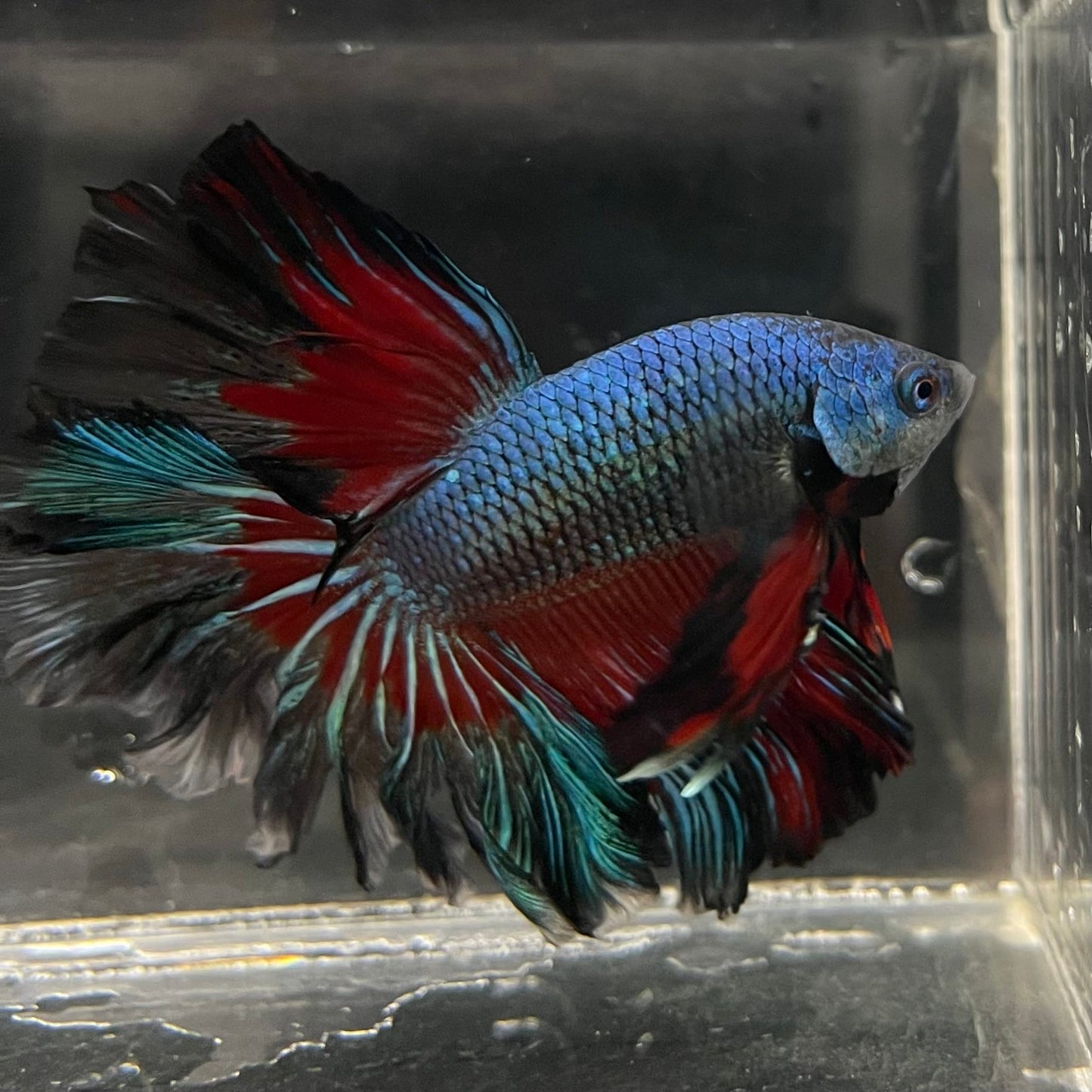 the-fish-farm Male Betta Male Betta - One Only - 8 Choose your favourite Male Betta from The Fish Farm Australia