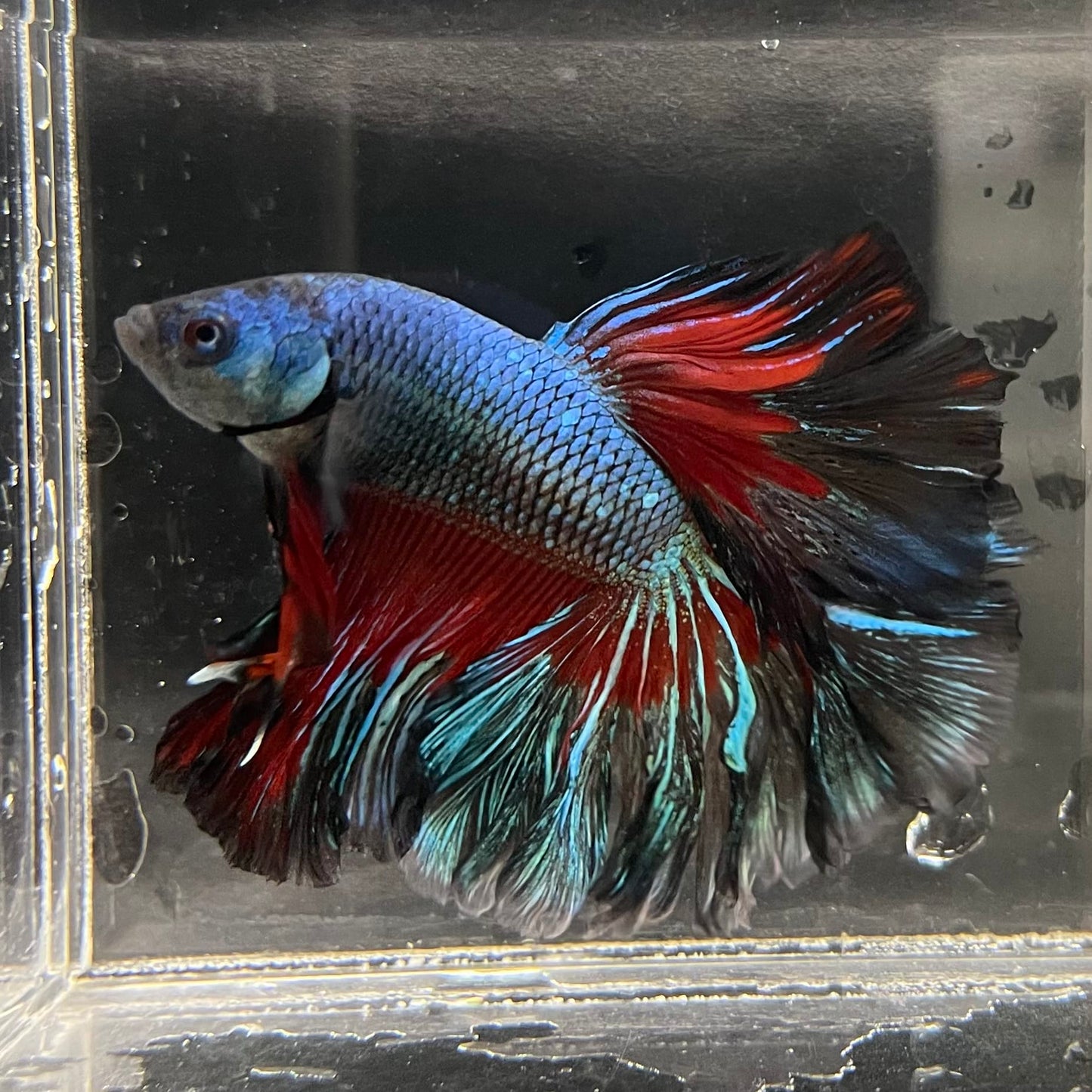 the-fish-farm Male Betta Male Betta - One Only - 8 Choose your favourite Male Betta from The Fish Farm Australia