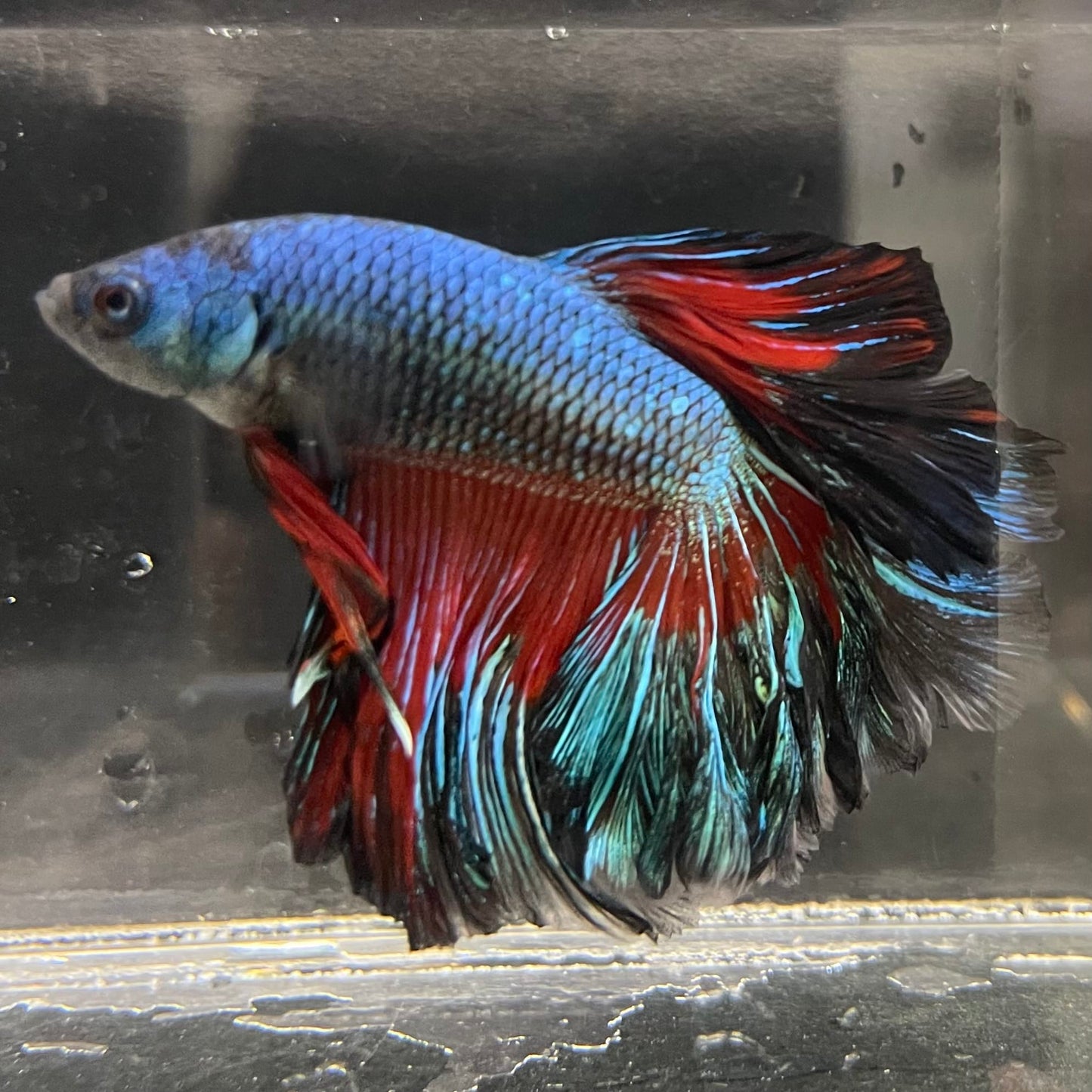the-fish-farm Male Betta Male Betta - One Only - 8 Choose your favourite Male Betta from The Fish Farm Australia