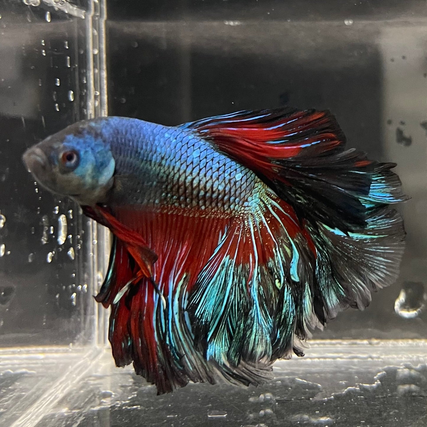 the-fish-farm Male Betta Male Betta - One Only - 8 Choose your favourite Male Betta from The Fish Farm Australia