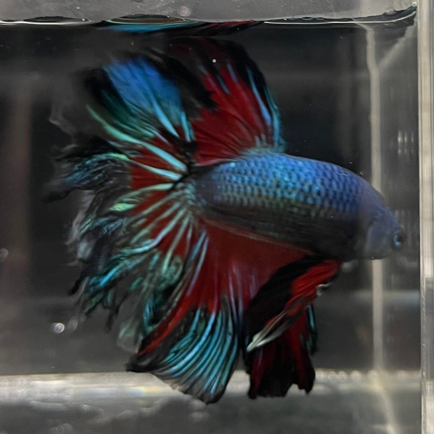 the-fish-farm Male Betta Male Betta - One Only - 8 Choose your favourite Male Betta from The Fish Farm Australia