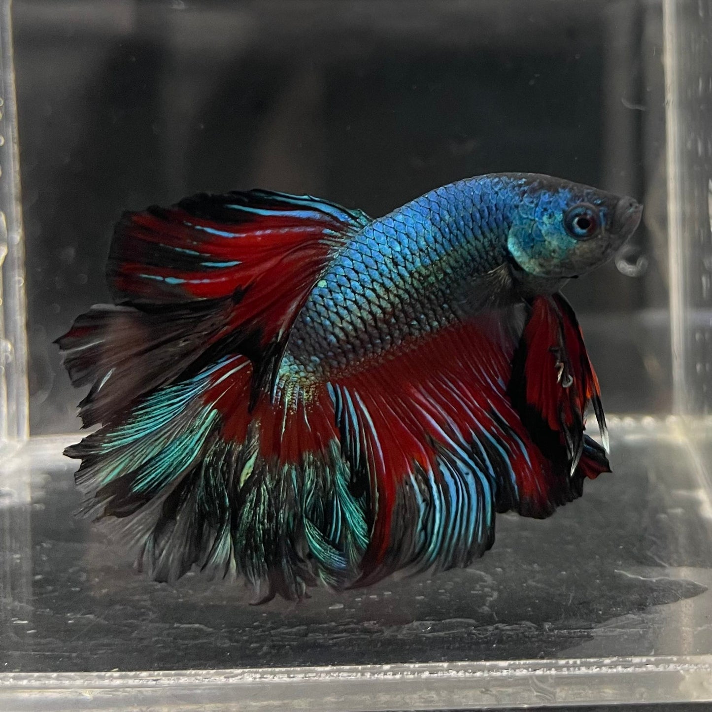 the-fish-farm Male Betta Male Betta - One Only - 8 Choose your favourite Male Betta from The Fish Farm Australia