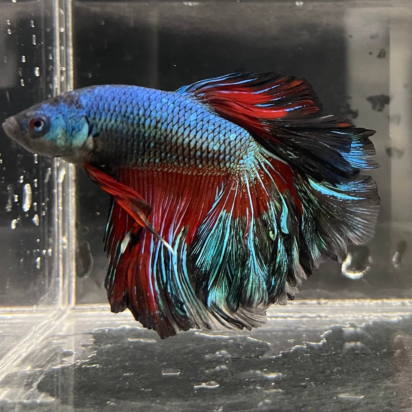 the-fish-farm Male Betta Male Betta - One Only - 8 Choose your favourite Male Betta from The Fish Farm Australia