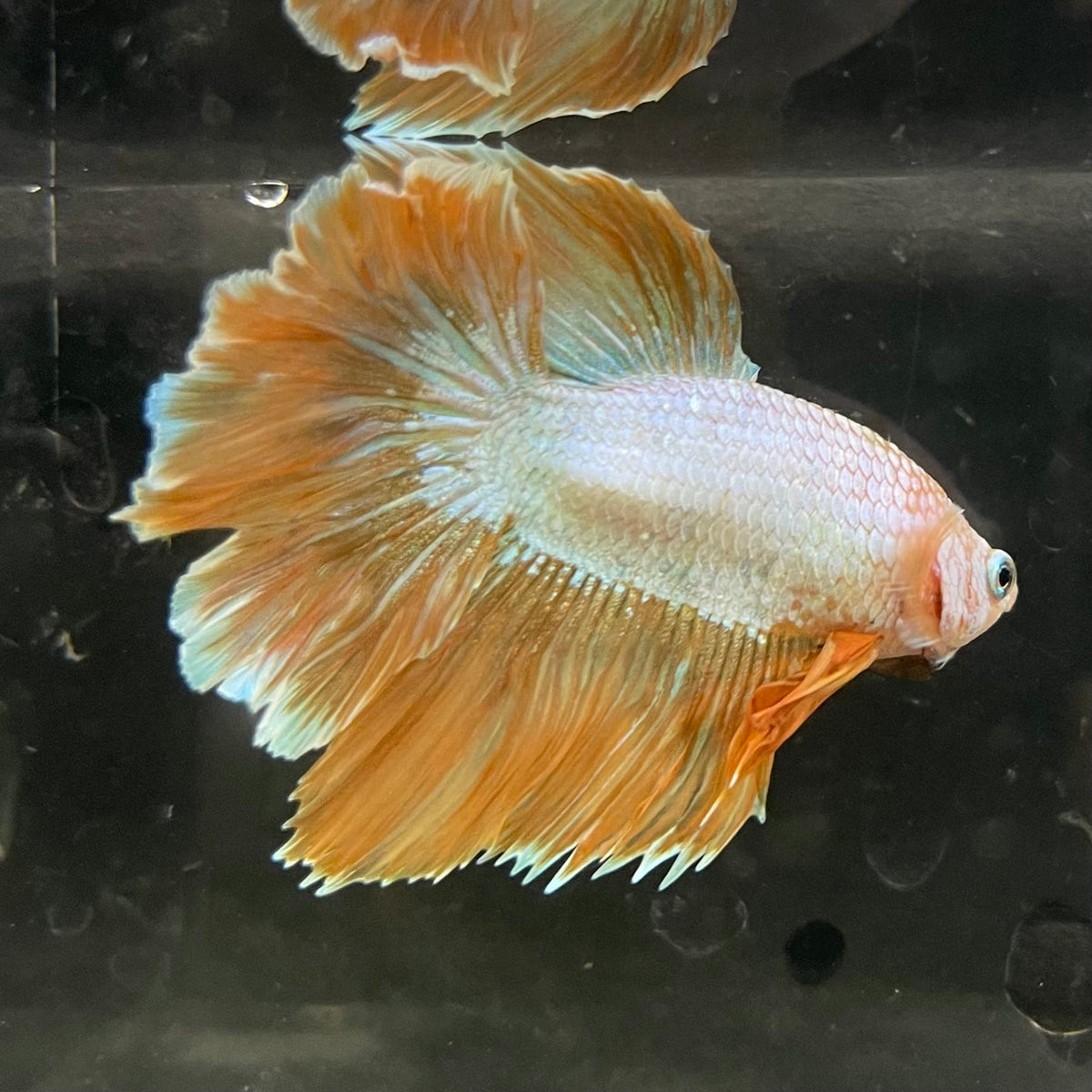 the-fish-farm Male Betta Male Betta - One Only - 8 Choose your favourite Male Betta from The Fish Farm Australia