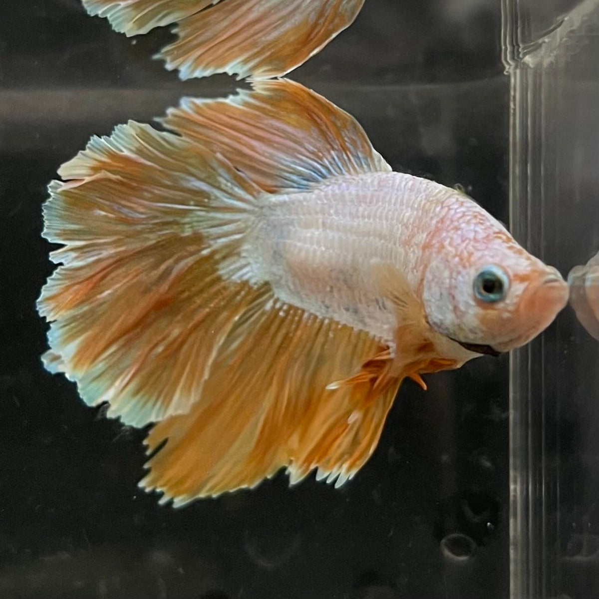 the-fish-farm Male Betta Male Betta - One Only - 8 Choose your favourite Male Betta from The Fish Farm Australia