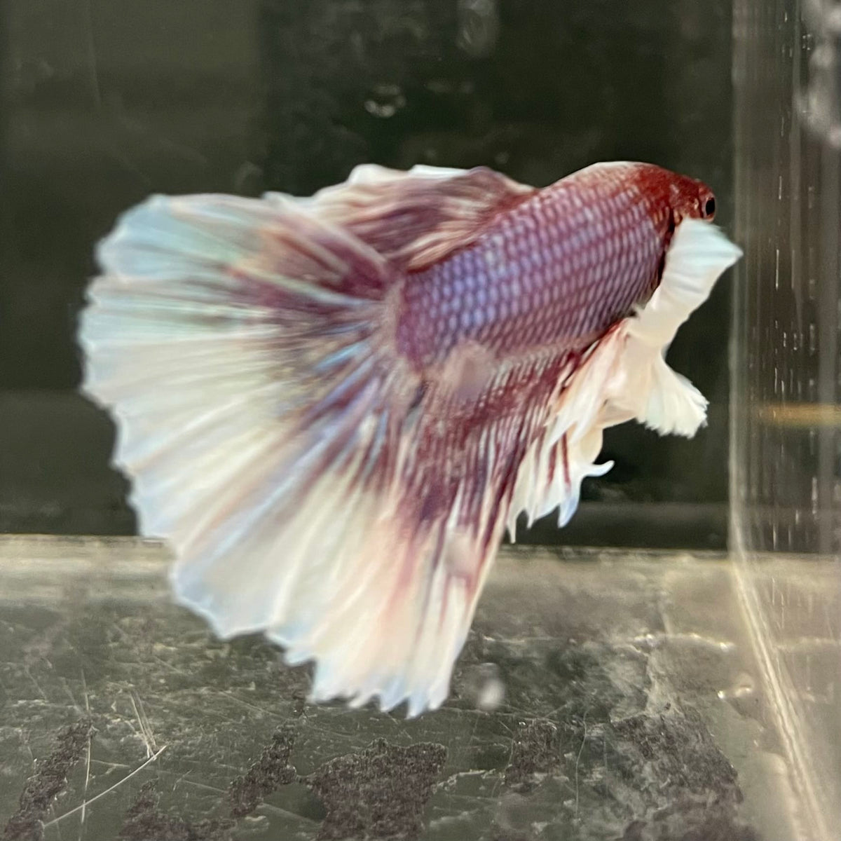 the-fish-farm Male Betta Male Betta - One Only - 8 Choose your favourite Male Betta from The Fish Farm Australia