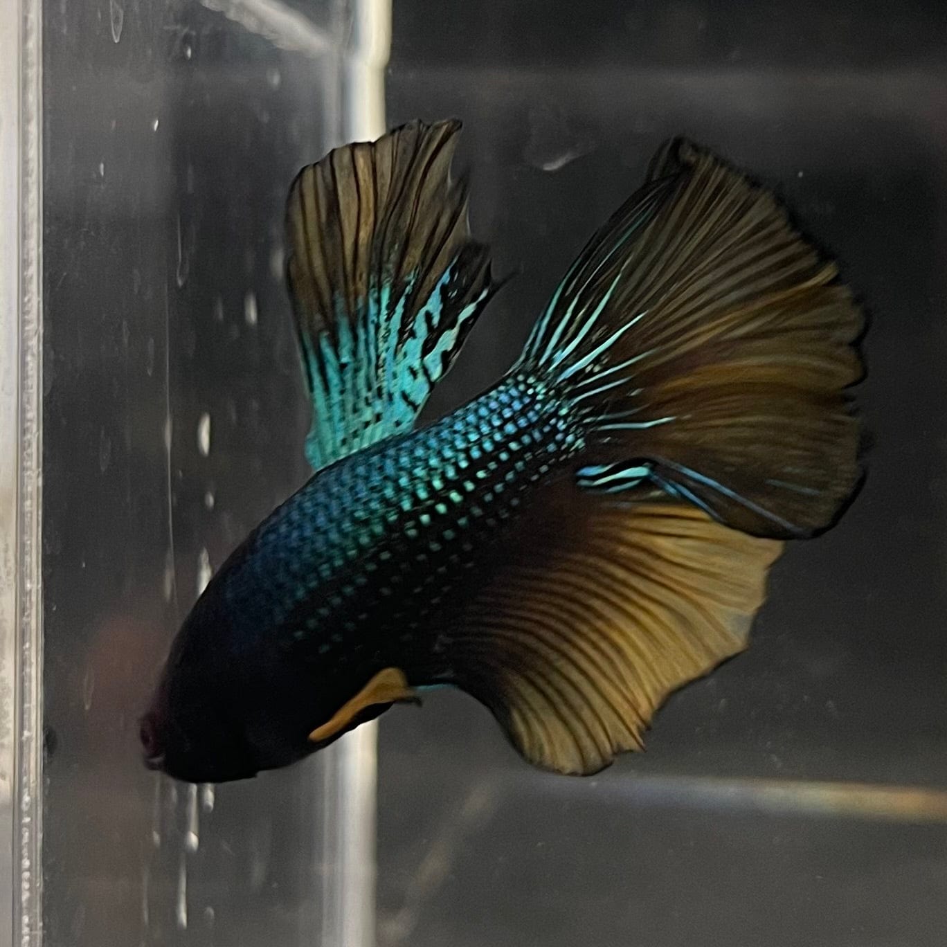 the-fish-farm Male Betta Male Betta - One Only - 9 Choose your favourite Male Betta from The Fish Farm Australia