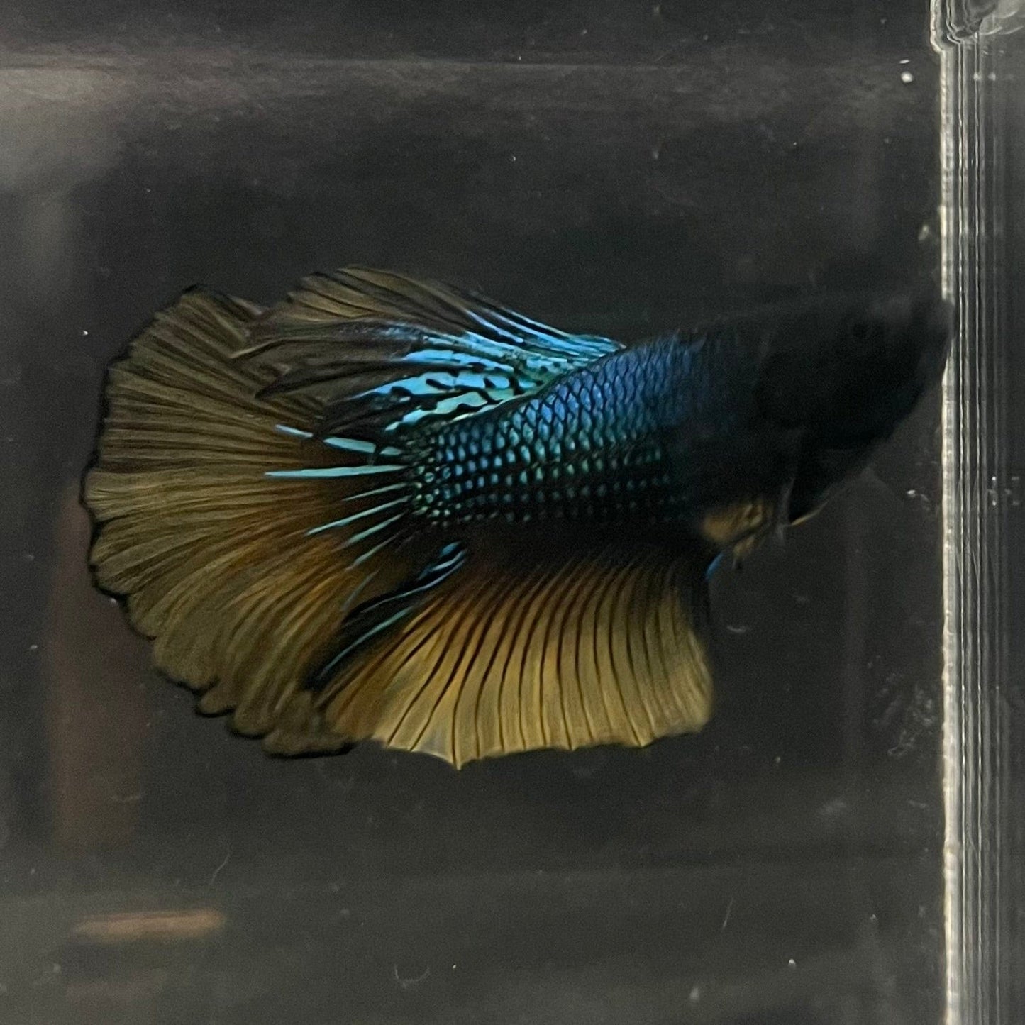 the-fish-farm Male Betta Male Betta - One Only - 9 Choose your favourite Male Betta from The Fish Farm Australia