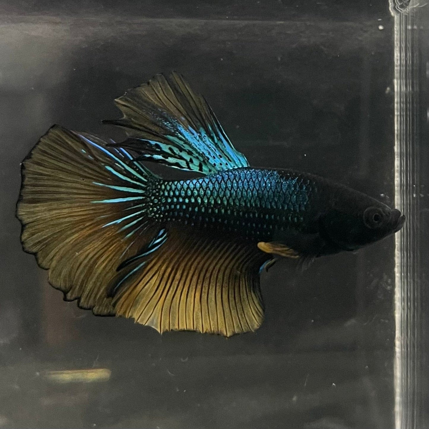 the-fish-farm Male Betta Male Betta - One Only - 9 Choose your favourite Male Betta from The Fish Farm Australia