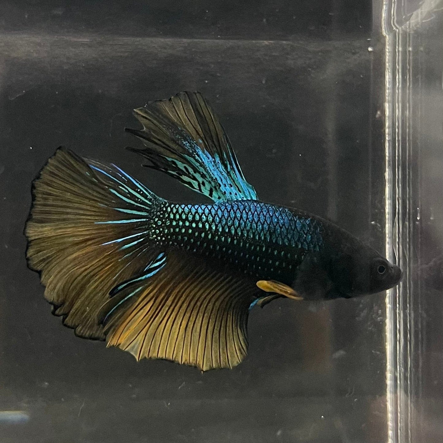 the-fish-farm Male Betta Male Betta - One Only - 9 Choose your favourite Male Betta from The Fish Farm Australia