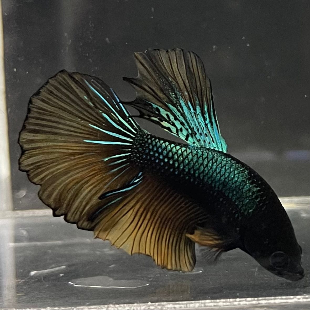 the-fish-farm Male Betta Male Betta - One Only - 9 Choose your favourite Male Betta from The Fish Farm Australia