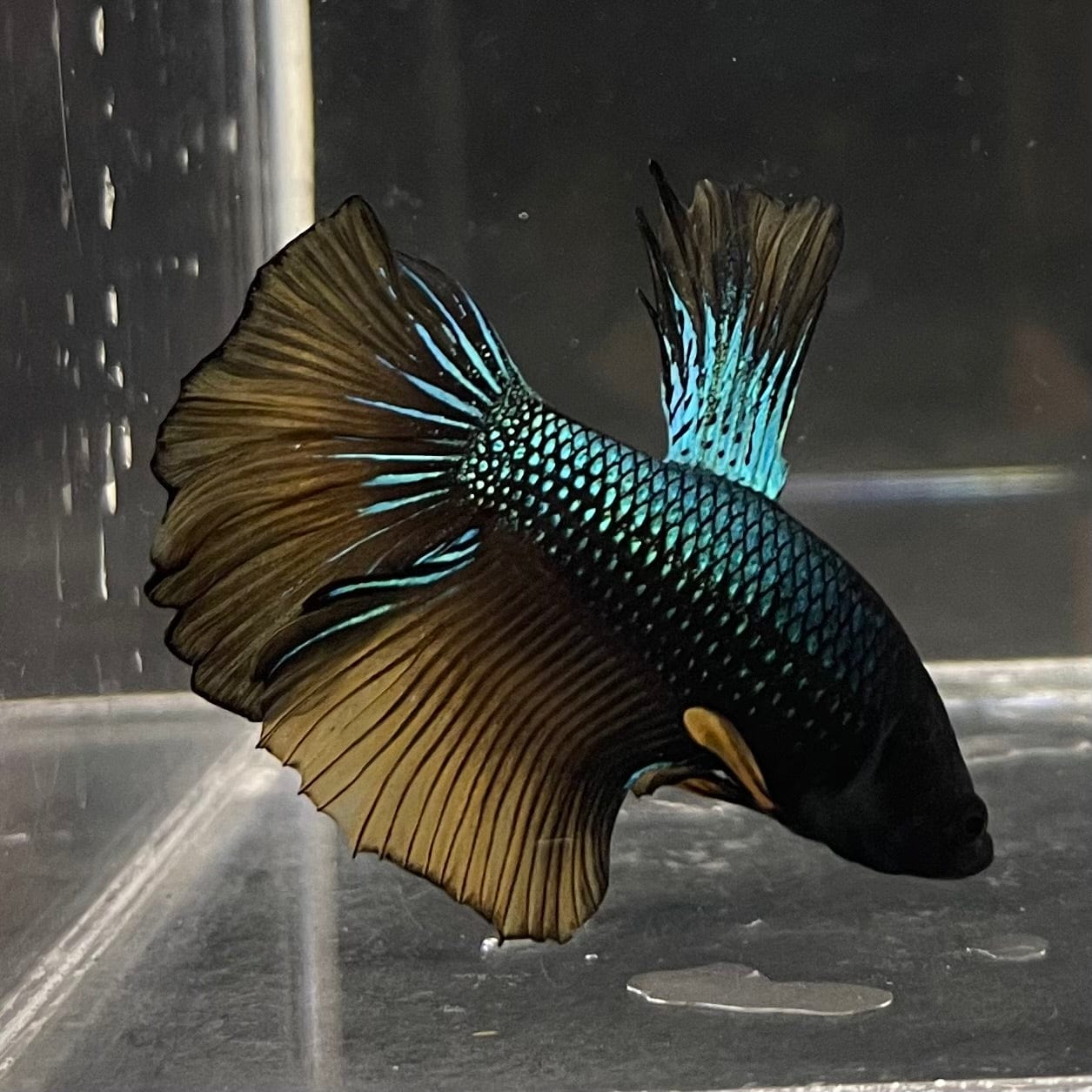 the-fish-farm Male Betta Male Betta - One Only - 9 Choose your favourite Male Betta from The Fish Farm Australia