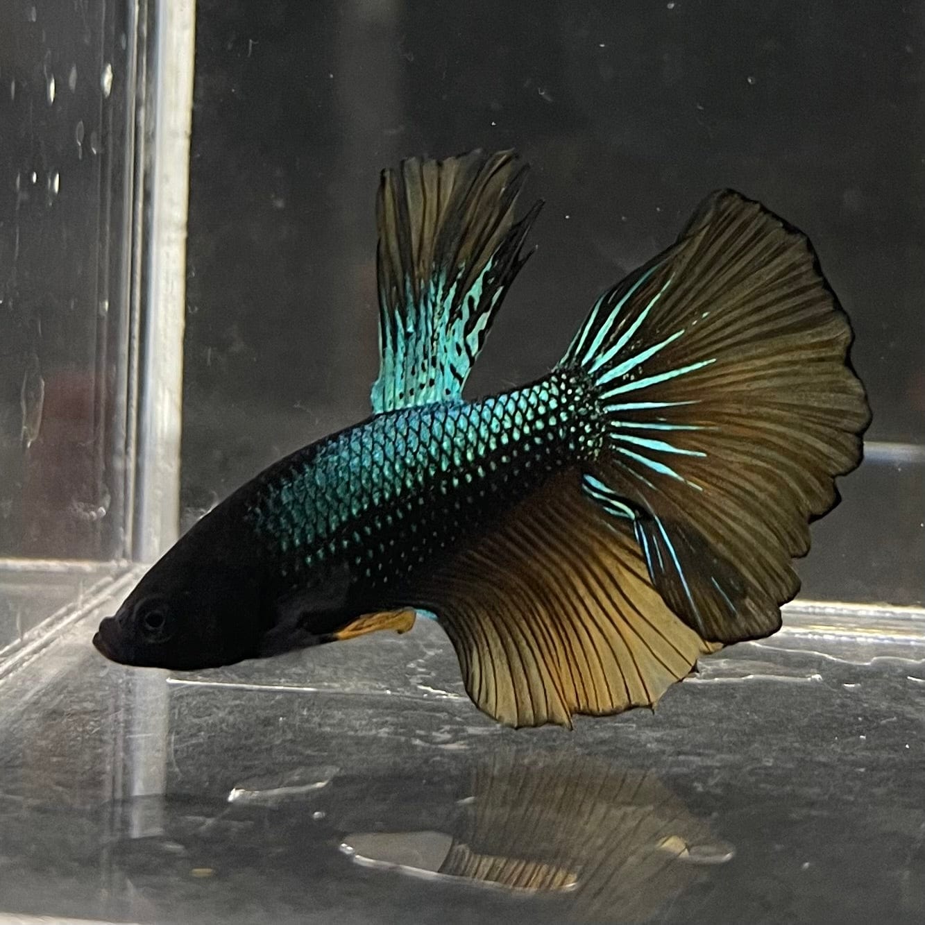 the-fish-farm Male Betta Male Betta - One Only - 9 Choose your favourite Male Betta from The Fish Farm Australia