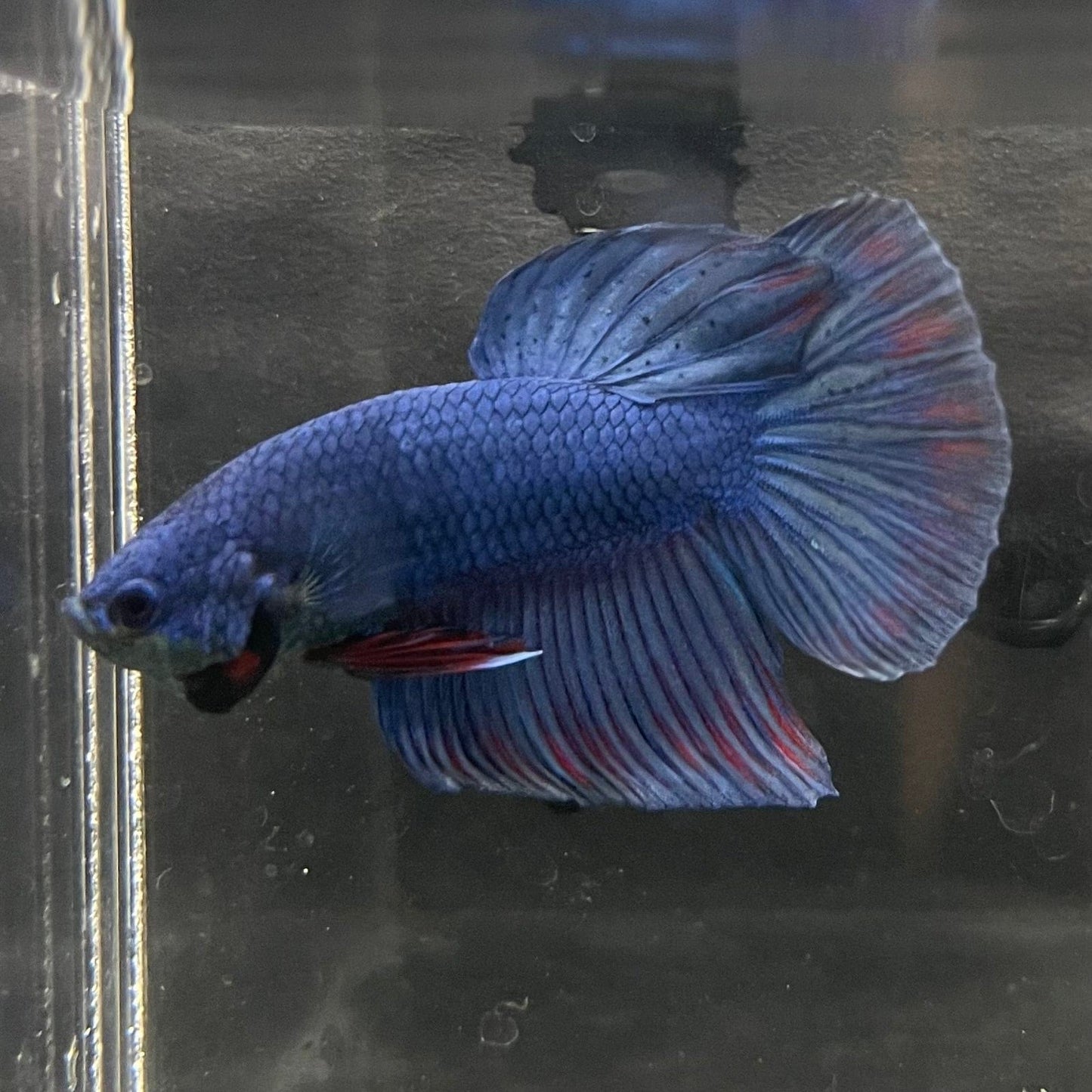 the-fish-farm Male Betta Male Betta - One Only - 9 Choose your favourite Male Betta from The Fish Farm Australia