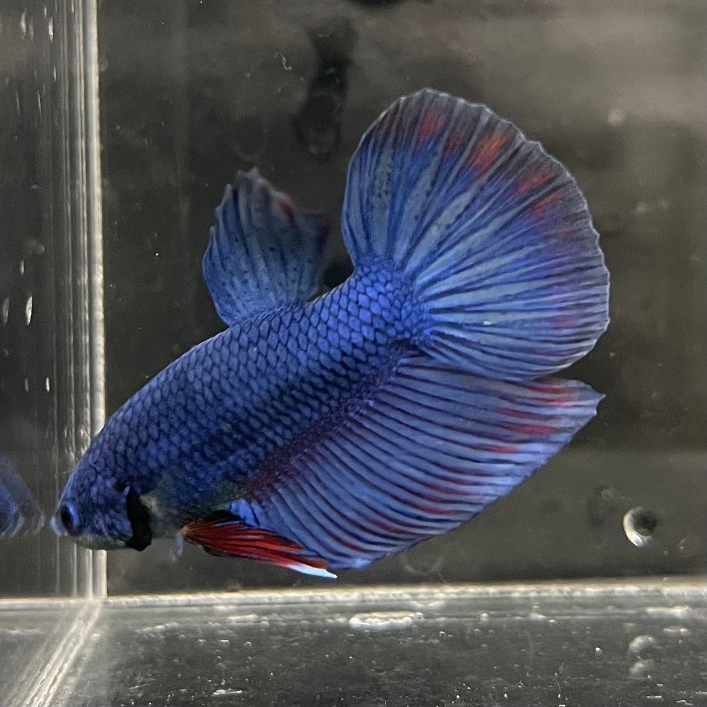 the-fish-farm Male Betta Male Betta - One Only - 9 Choose your favourite Male Betta from The Fish Farm Australia